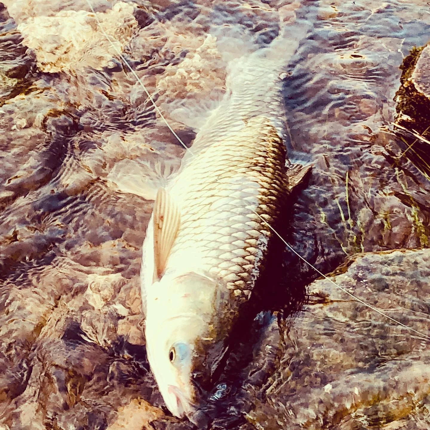 Carp on the Fly