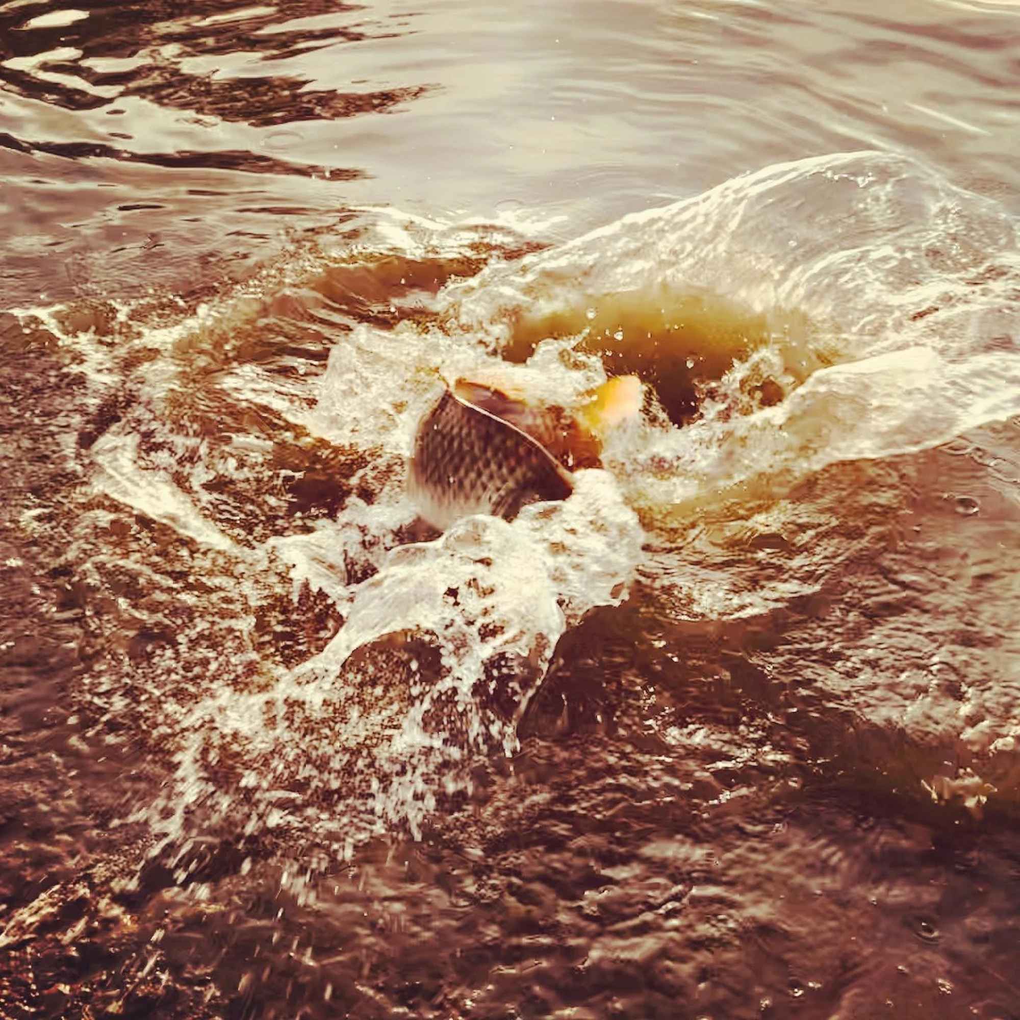 Loving the Loathed: Common Carp