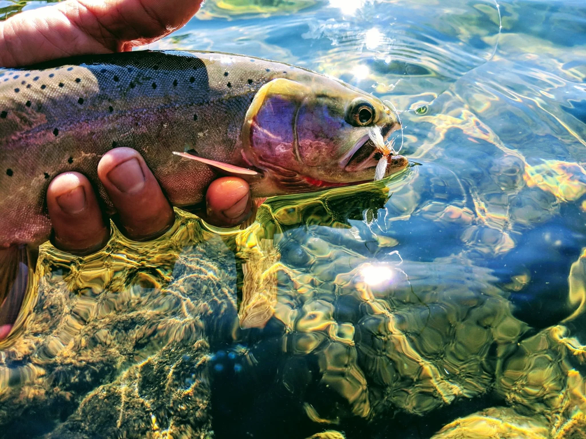 The extra mile Catching remote alpine lake trout — River King Fishing