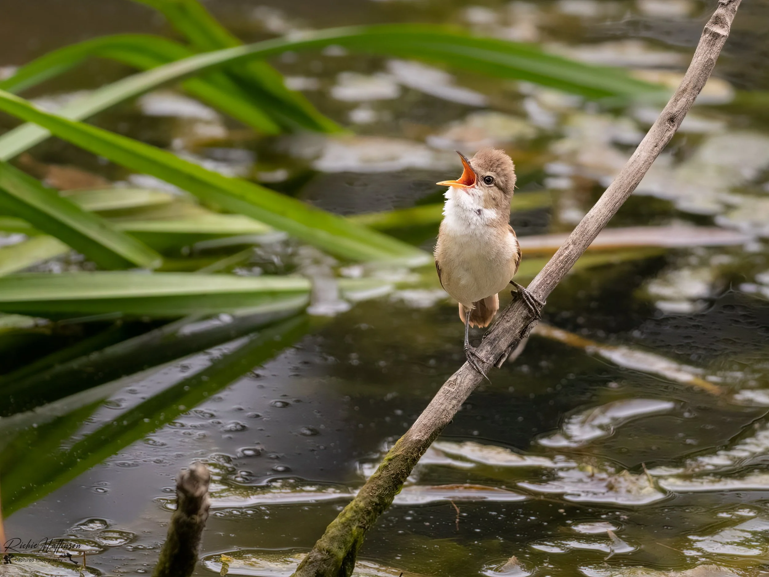 Mudgee - Reed Warbler 2.jpg
