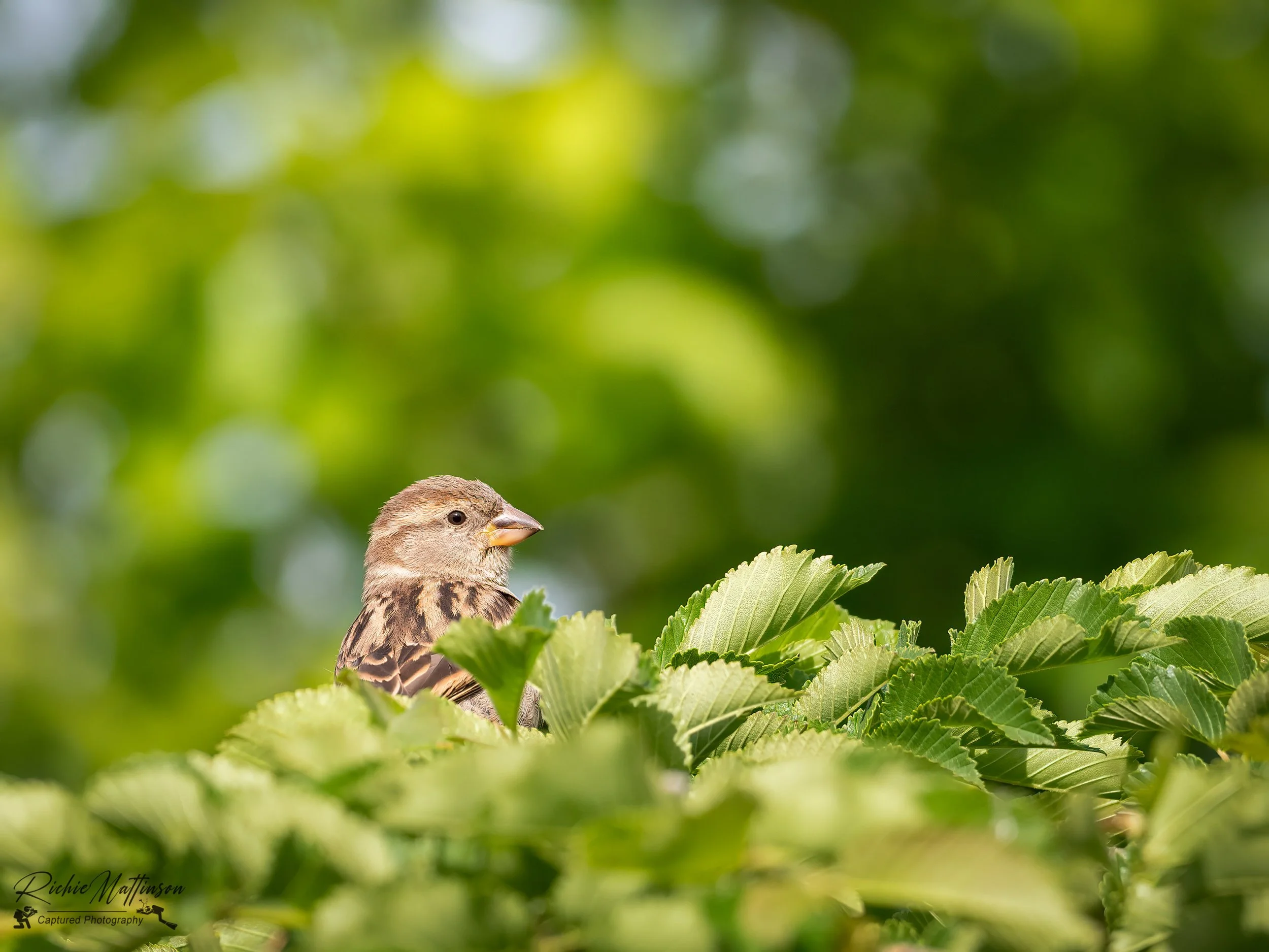 Mudgee - House Sparrow-.jpg