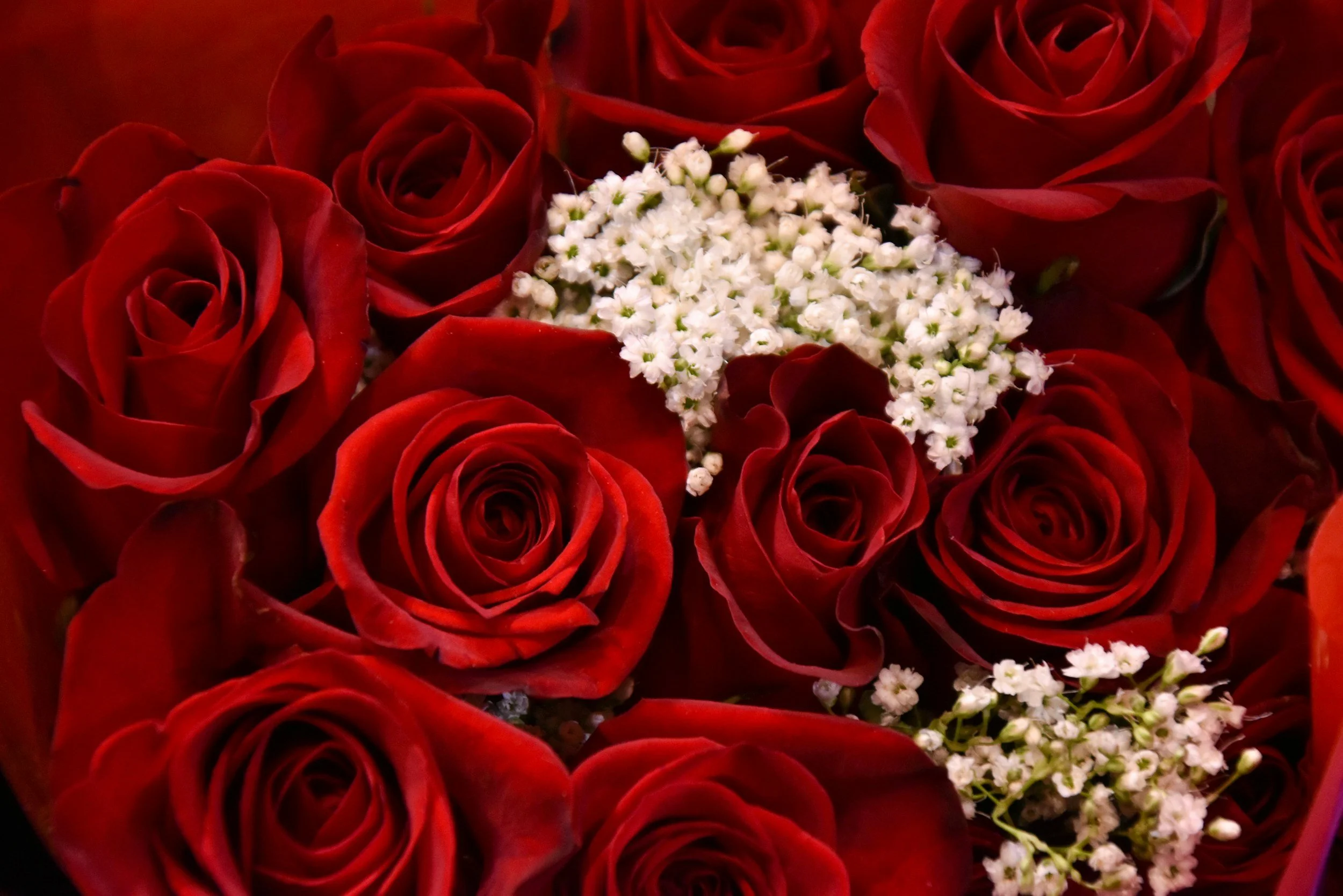 Close-up of a bouquet of red roses, showcasing the vibrant petals and romantic detail, perfect for Valentine's Day or romantic content.