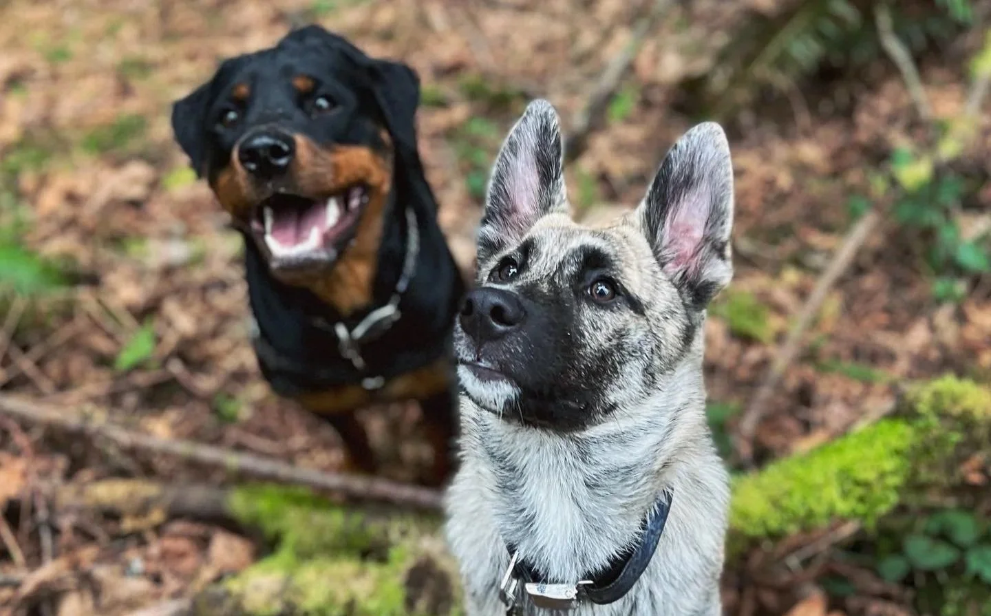Two dogs in a wooded area, one with a brindle coat and pointed ears looking upward, and the other a black and tan dog with a wide smile, both appearing alert and attentive.
