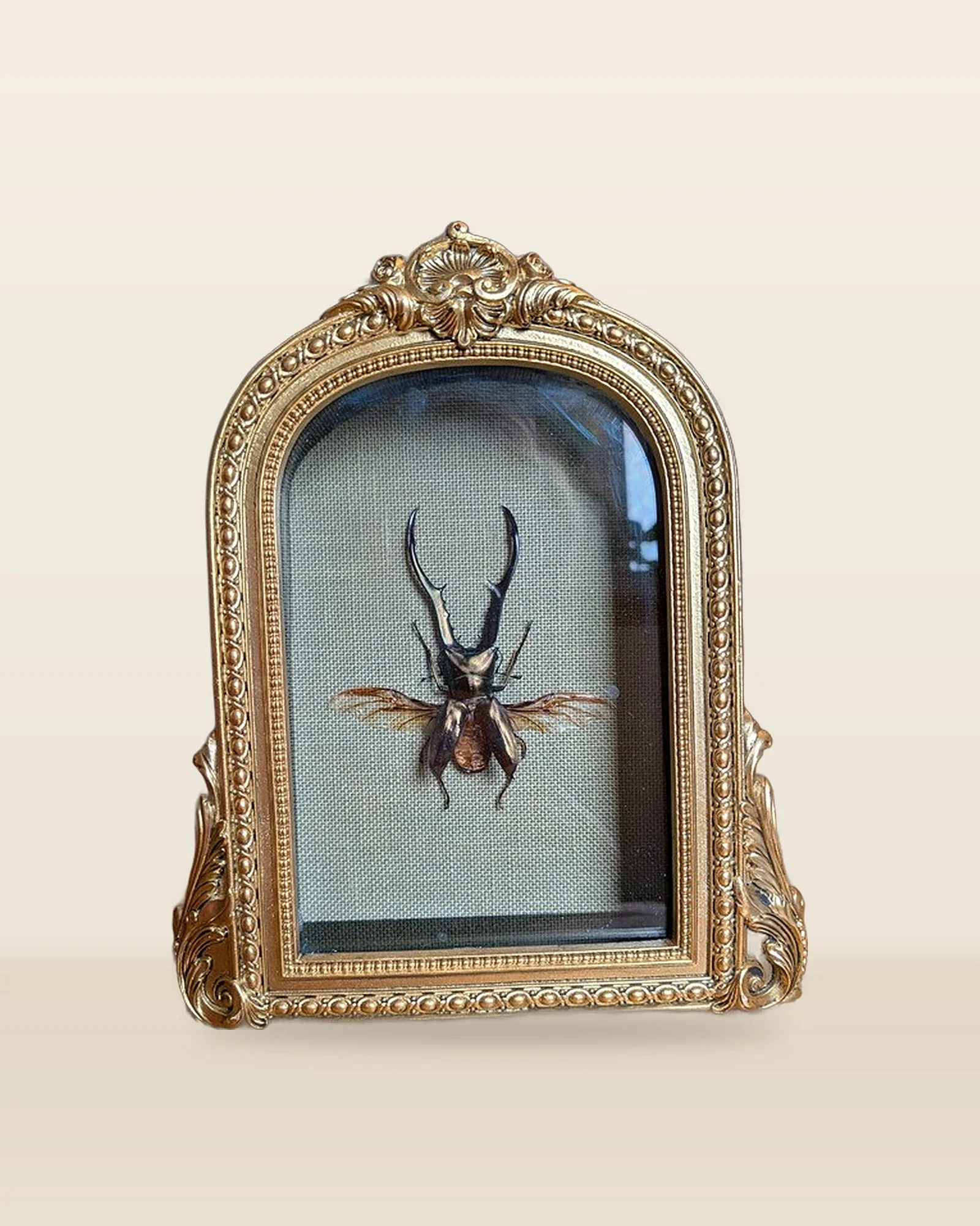 insect-pinning-framed.jpg