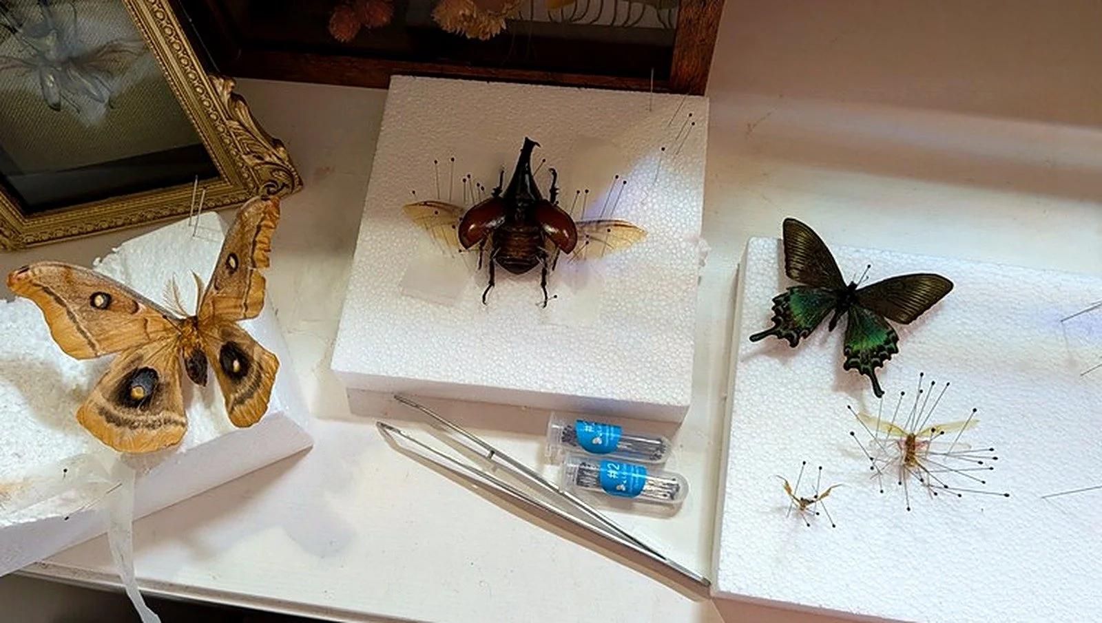 insect-pinning-workspace.jpg