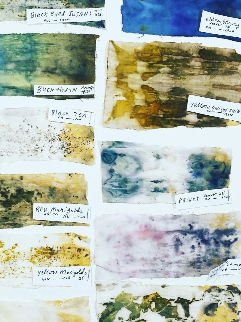 Collection of watercolor or ink samples with handwritten labels indicating names and locations, including 'Black eyed Susans,' 'Elderberry,' 'Buckthorn,' 'Black Tea,' 'Yellow Onion Skin,' 'Privet,' 'Red Marigolds,' 'Yellow Marigold,' and others.