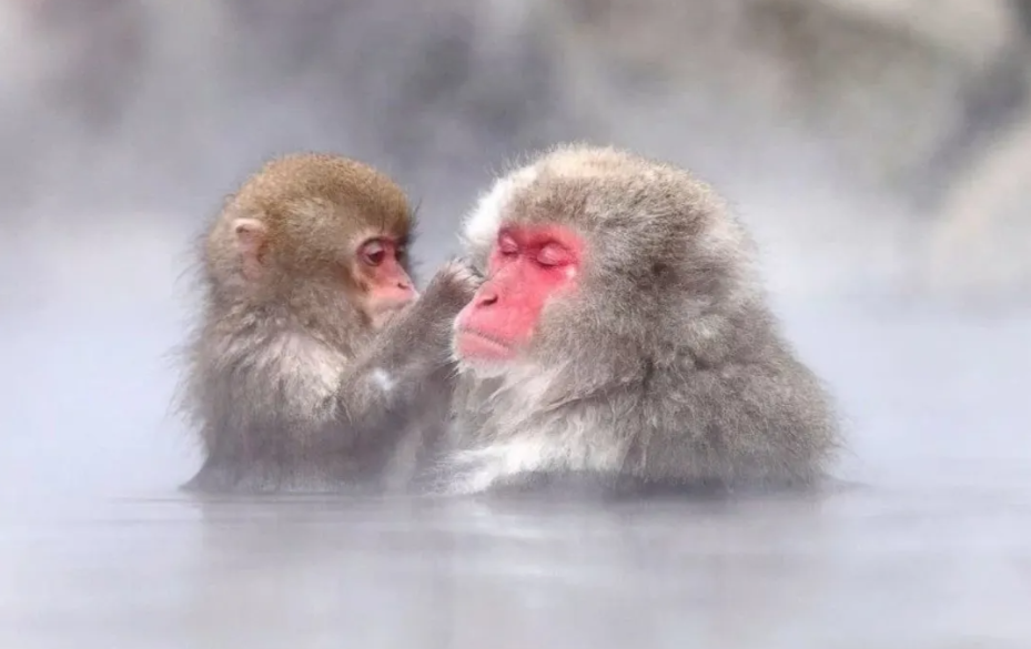 Snow Monkey & Obuse Day Tour (From Tokyo)