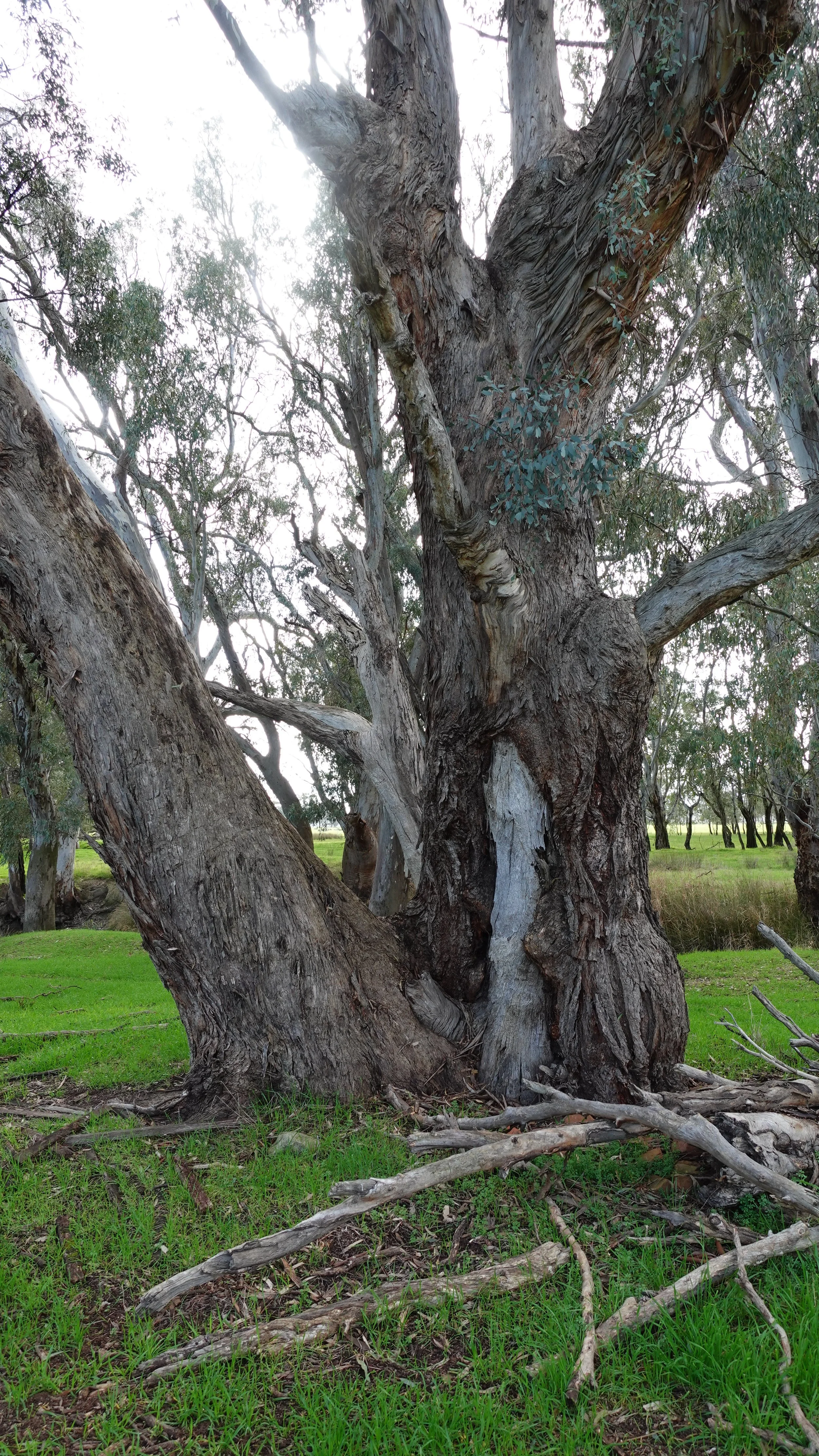 The environment — Woodlands Merino