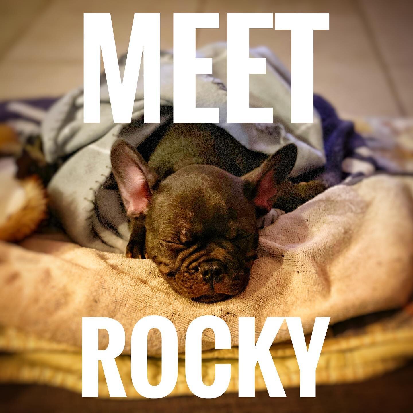 Meet the newest member of the @zam.agency team - Rocky! He&rsquo;s recharging his batteries for he can hit the ground running tomorrow! #frenchbulldog #zamagency #puppylove🐶