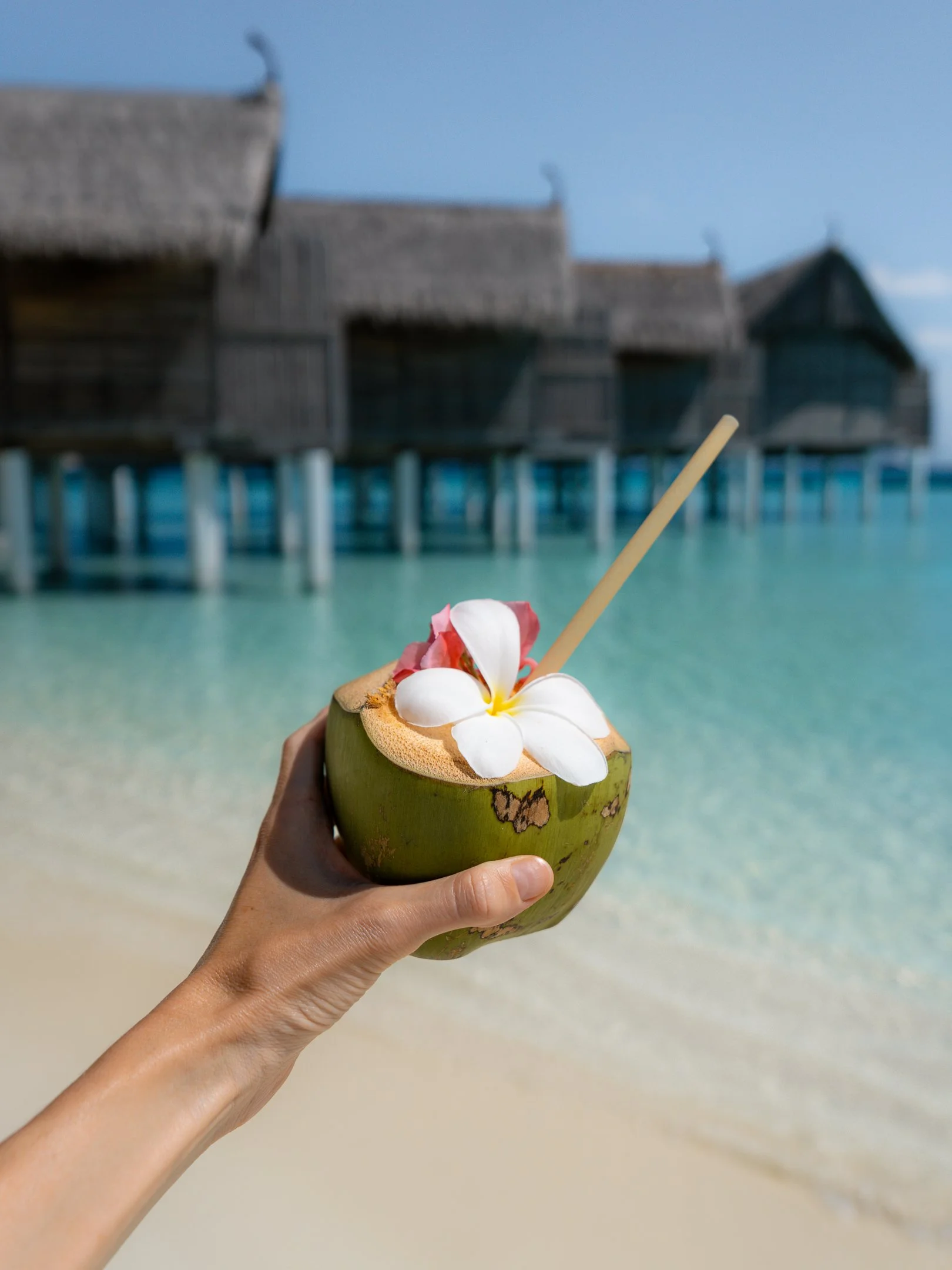 Coconut 4x3-1.jpg