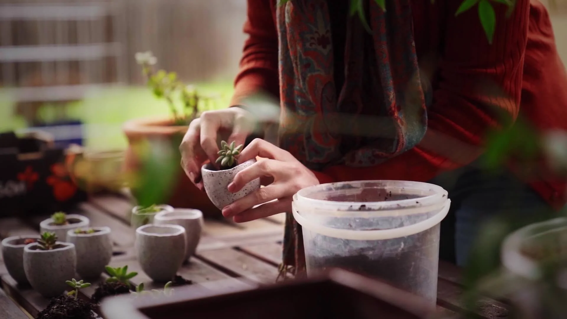 Person planting or repotting a small succulent in a gray pot at a table with other potted succulents and gardening supplies.