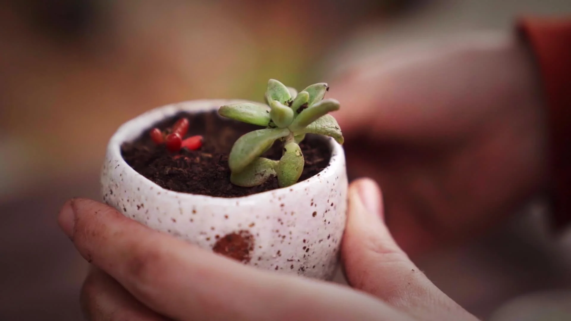 Close-up of a small potted succulent plant being held by a person's hand.