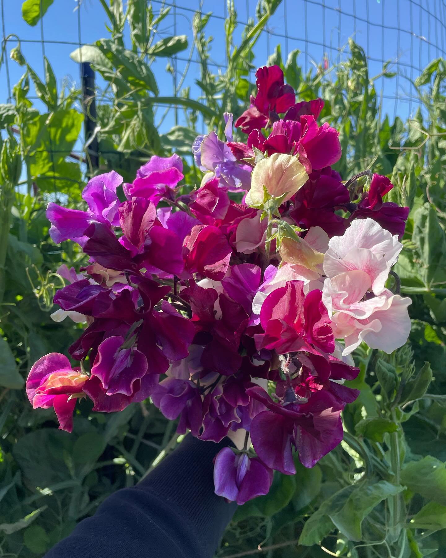 Sweet peas are what got me to fall in love with growing flowers back in the spring of 2017. ✨

Their scent reminds me of healing and the absolute joy that comes from cutting from your own backyard flowers.

These are the first sweet pea cuts from 202