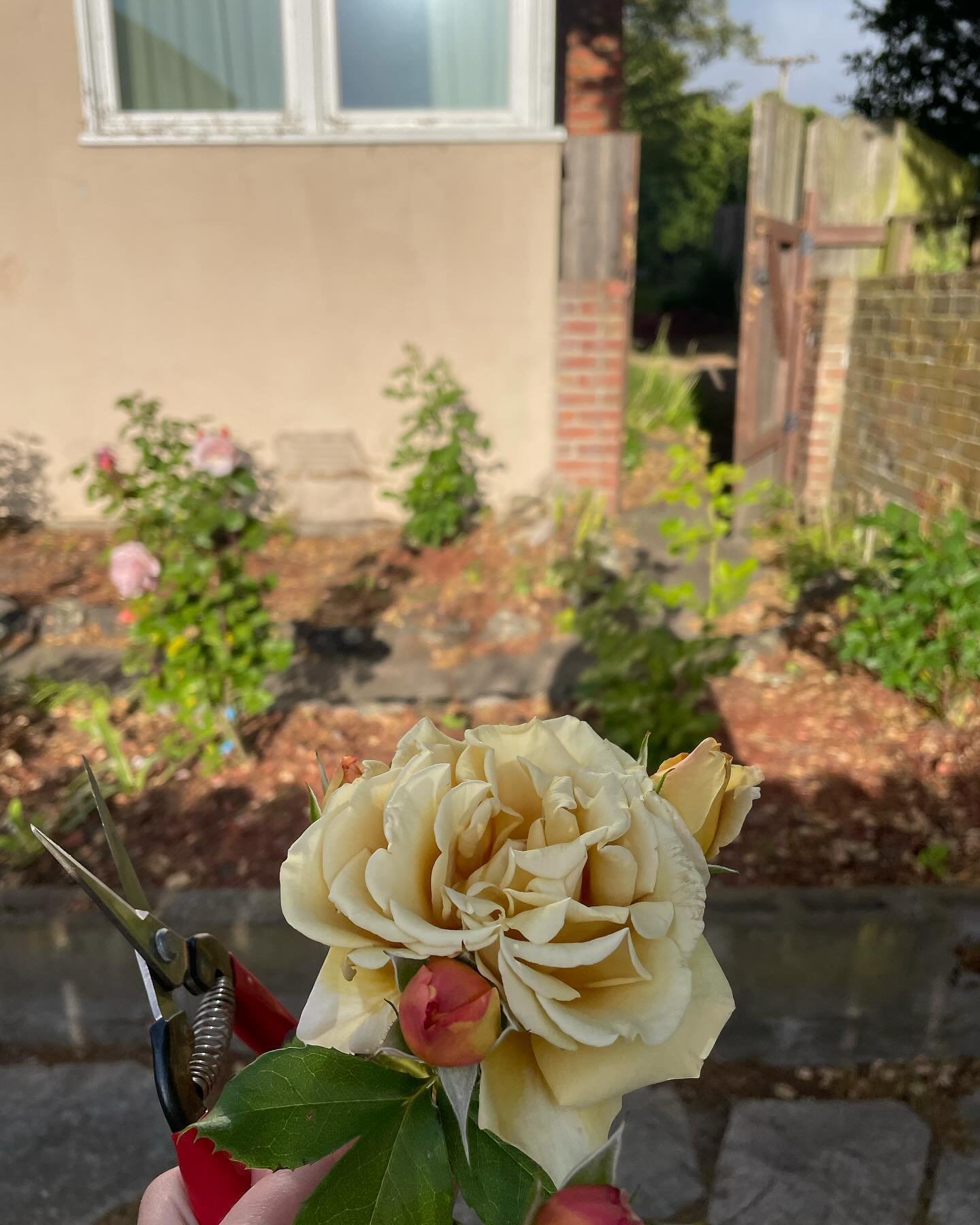 Roses have long been a dream flower for me to be able to grow on my own. My mom always had rose plants, and Rose is a family name on my Dad&rsquo;s side. They are such a special flower

So this winter I made it happen in the El Cerrito backyard with 