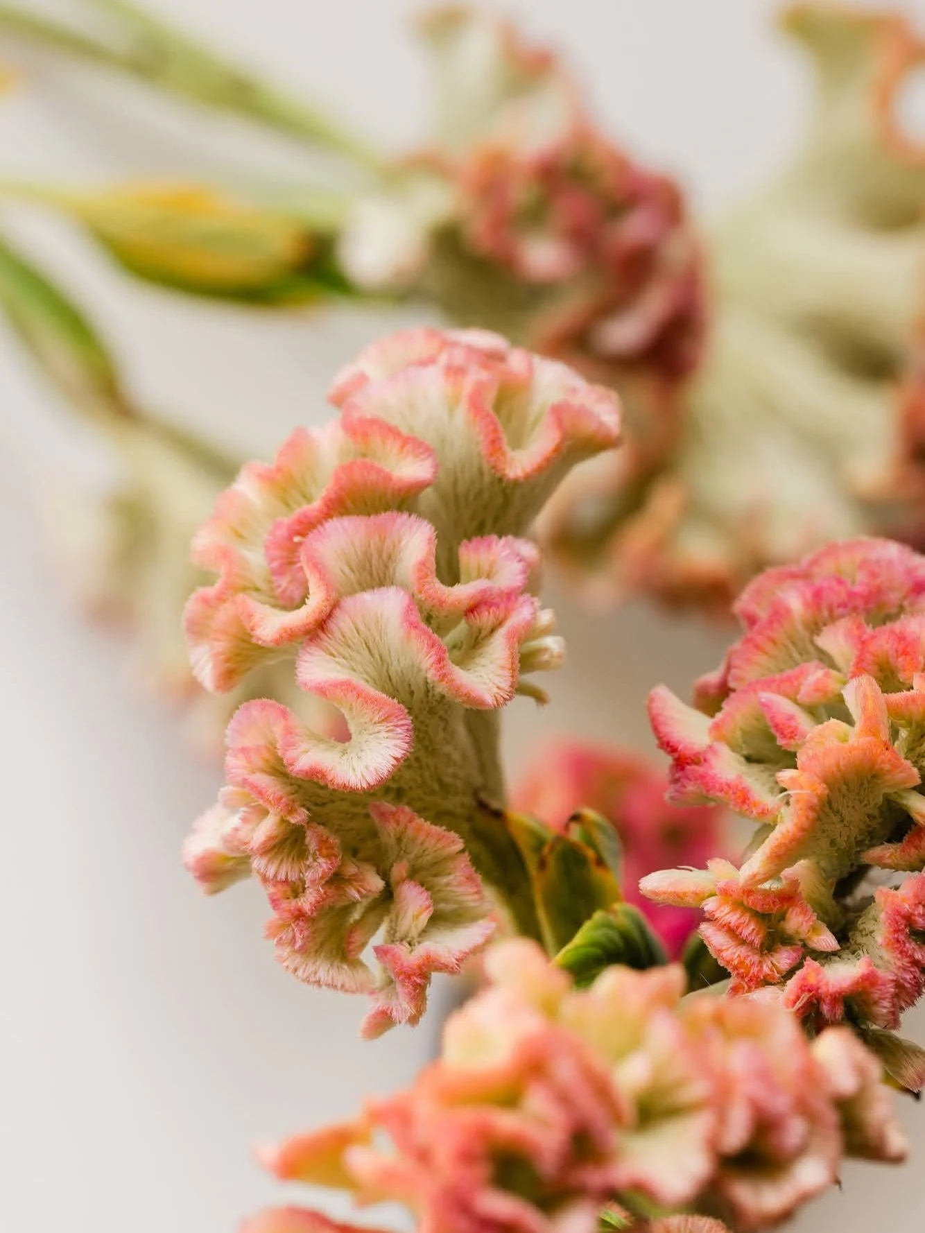 CELOSIA!! I couldn&rsquo;t choose a favorite shot @stephaniedolen - they are all 🤯

These cockscomb / crested celosia are absolutely next level. They dry well, easy-ish to grow, and add the coolest texture to any arrangement.

As always 📸: @stephan