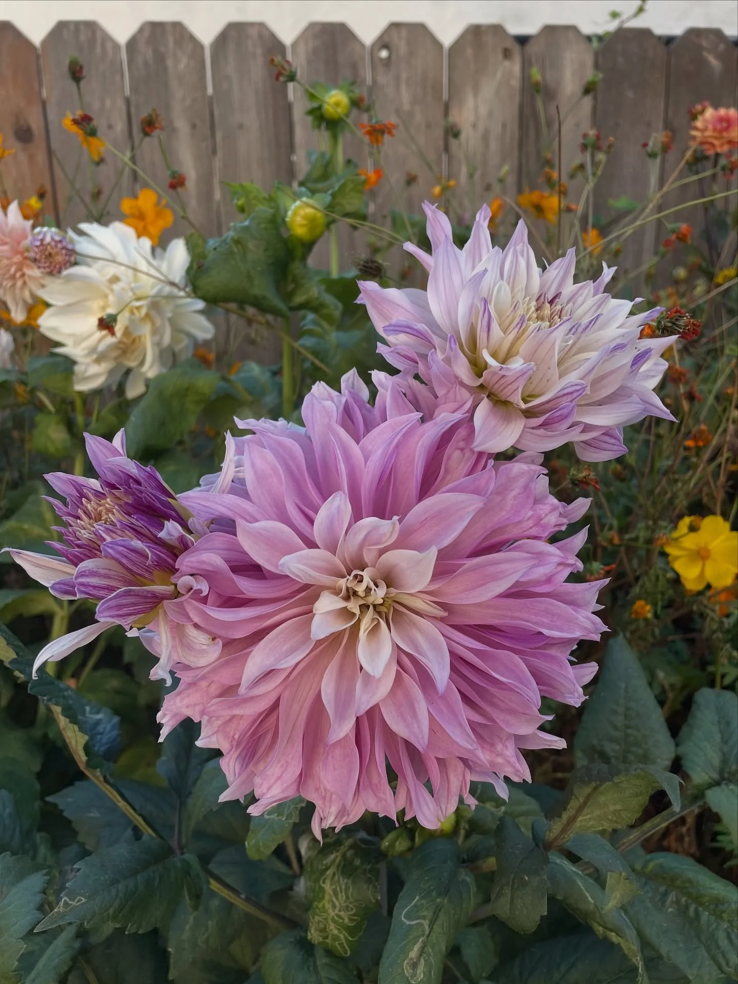 August in the garden! This mild summer temps have made way for slow but steady growth in my mini farm/ garden in El Cerrito and my parents&rsquo; garden in Hayward.

As expected for peak summer - the dahlias and zinnias are ruling the day. And I can&
