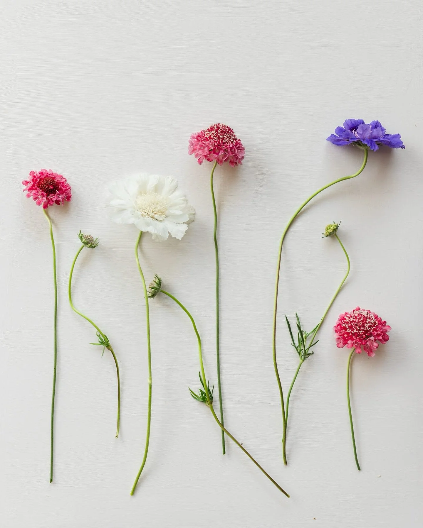 Scabiosas: The ugliest name for the sweetest flower! And boy they sure have grown on me over the years. I often find that one of my plants is blooming at just the right time when I need one more thing for a bouquet or arrangement. Scabiosa saves the 