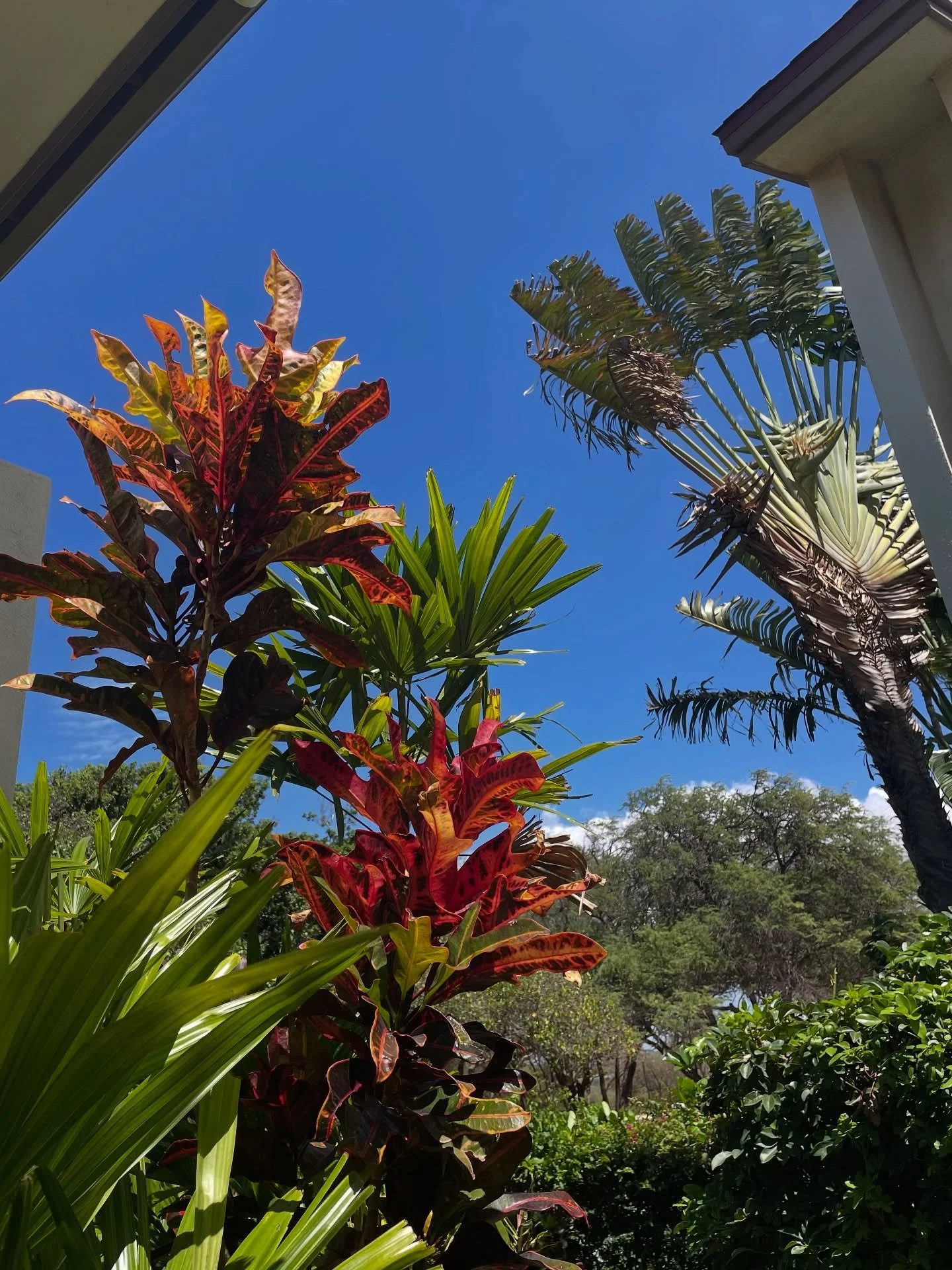 🌺🏖️Flora and fauna (and some food) from our recent honeymoon in Maui! It was so incredible to take in the beauty around literally every corner. 

Some of our favorite spots for your next visit if you love to plan your trips like I do: 

☕️ The most