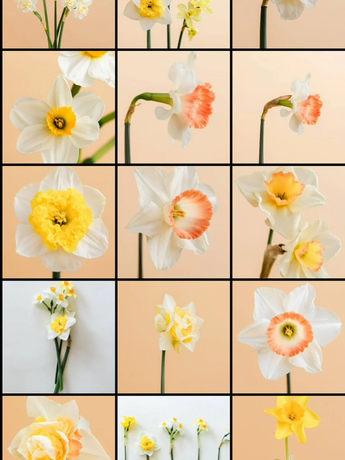 📆✨ I&rsquo;M SO EXCITED!!! @stephaniedolen and I are collaborating on a 2026 calendar!

Our paper wall calendars will feature 13 (incredibly gorgeous) photos of flowers grown right here in El Cerrito! They will be a celebration of the seasons via lo