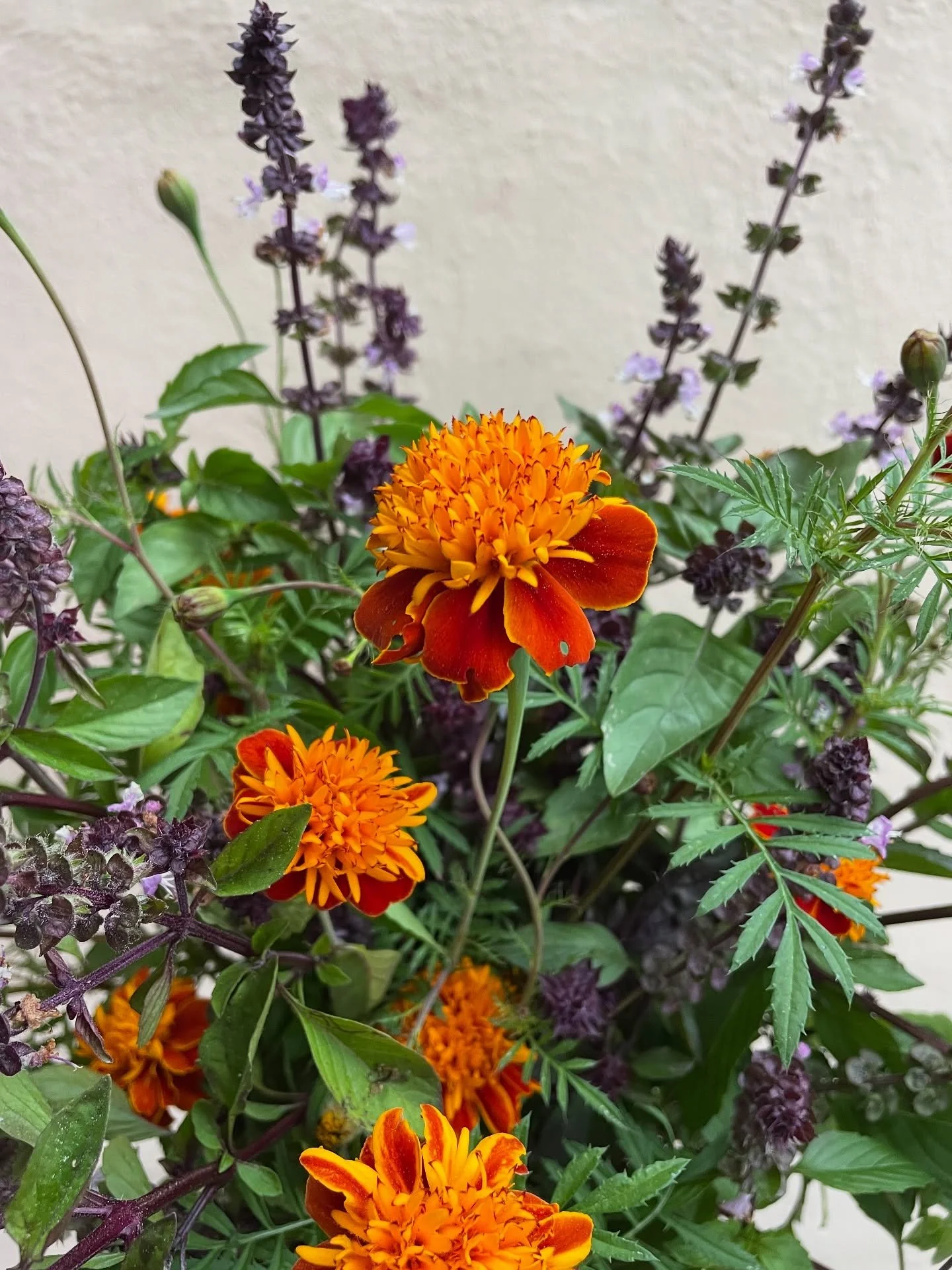 🎃 my kind of Halloween cheer this year! Marigolds and cinnamon basil looking oh so cute together 🧡💜