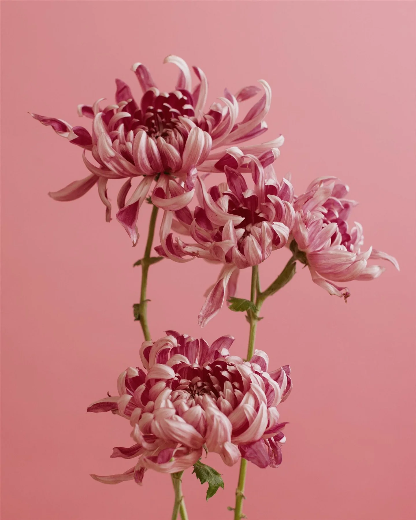 Mum&rsquo;s the word!

Mauvey, lilac, pinky, purple gorgeousness - shot by @stephaniedolen