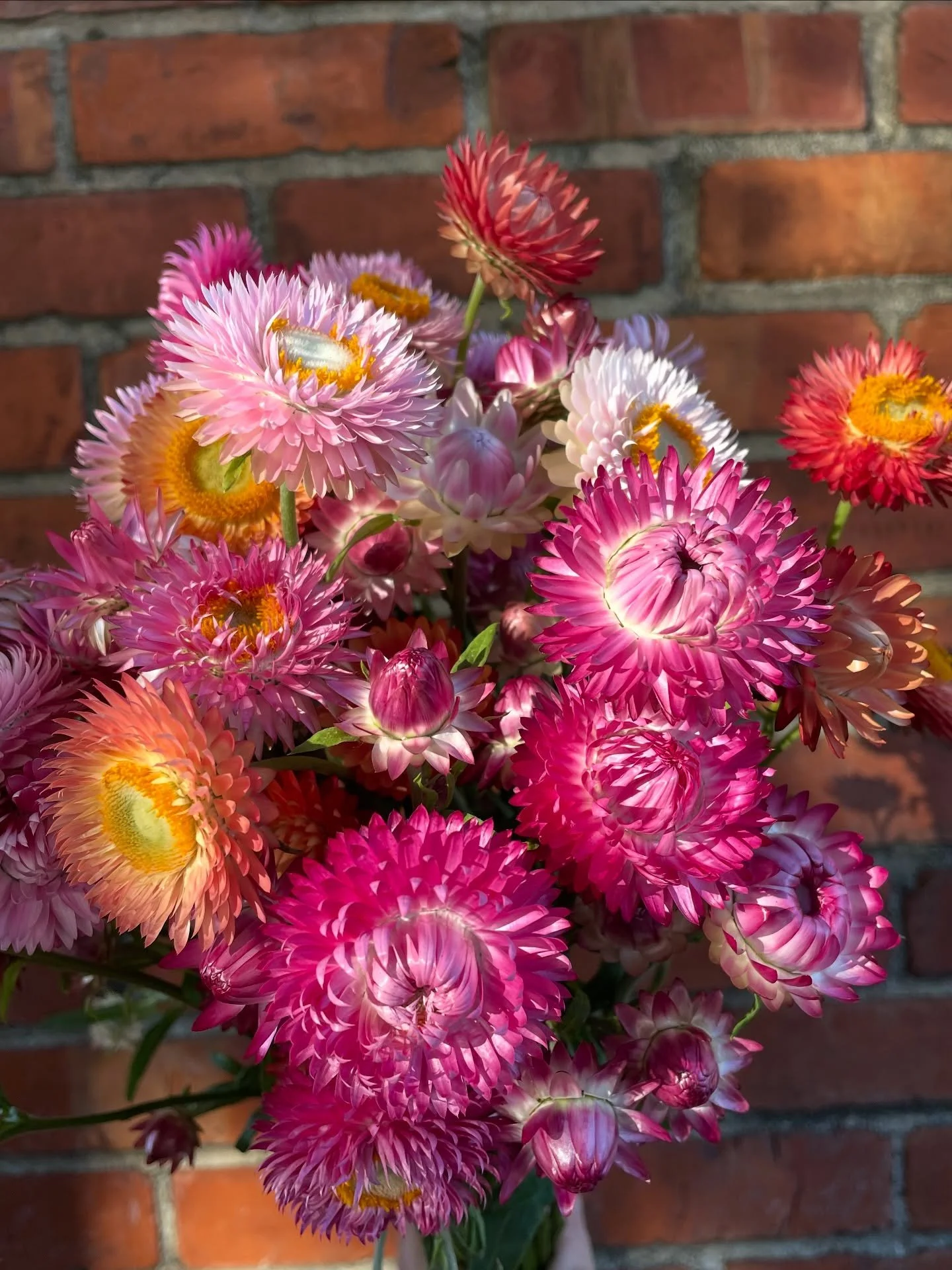 I know I say this about so many flowers but&hellip; strawflowers are one of my favorites. ✨✨

They grow so easily for me, are cut and come again, dry well, and they are just plain cool! I mean look at their shine!