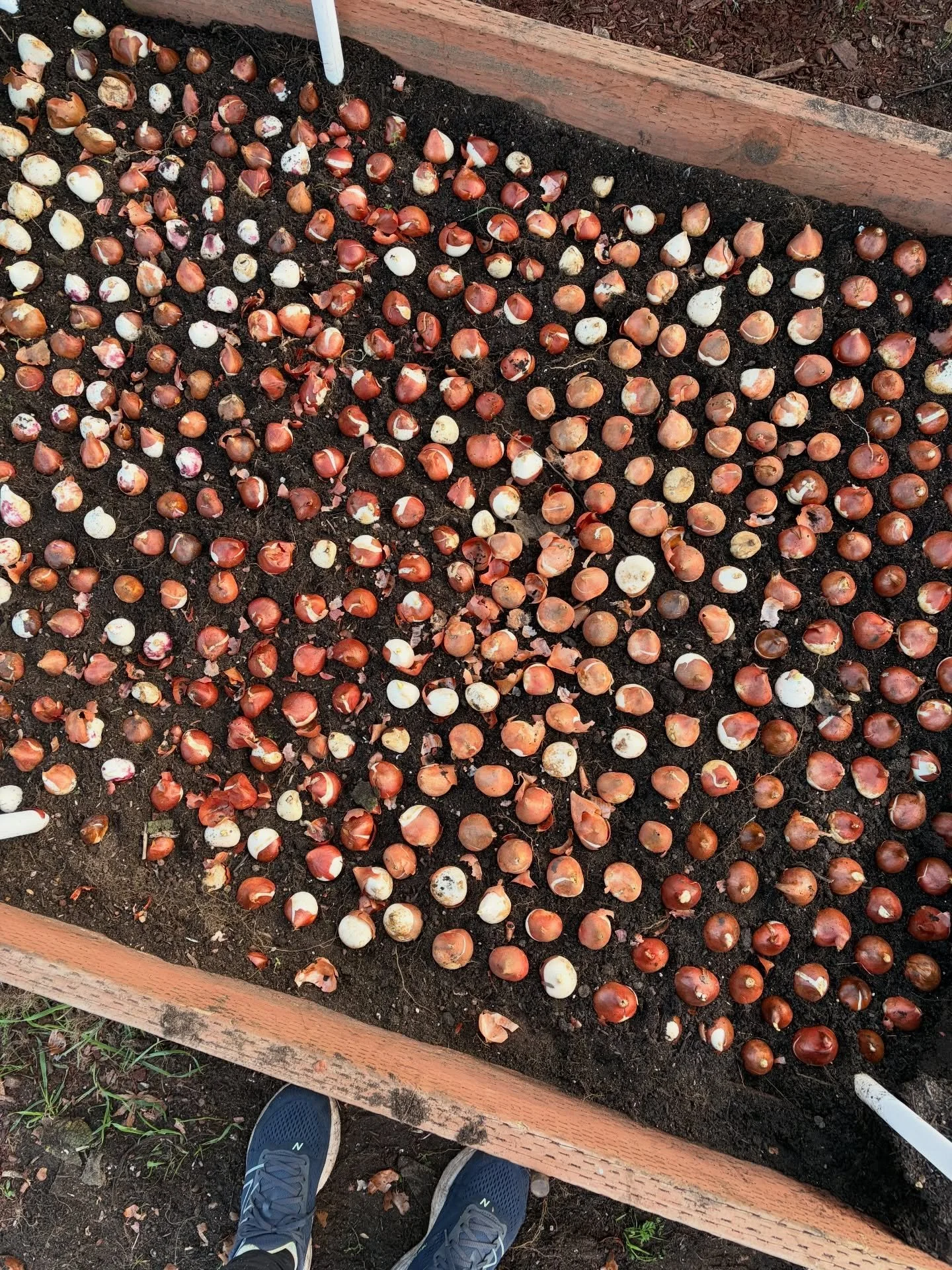 What, you didn&rsquo;t plant 2,000 tulips the week before Christmas? Just me?

🌷🌷🌷 so. many. tulips. Ready for my spring subscriptions!