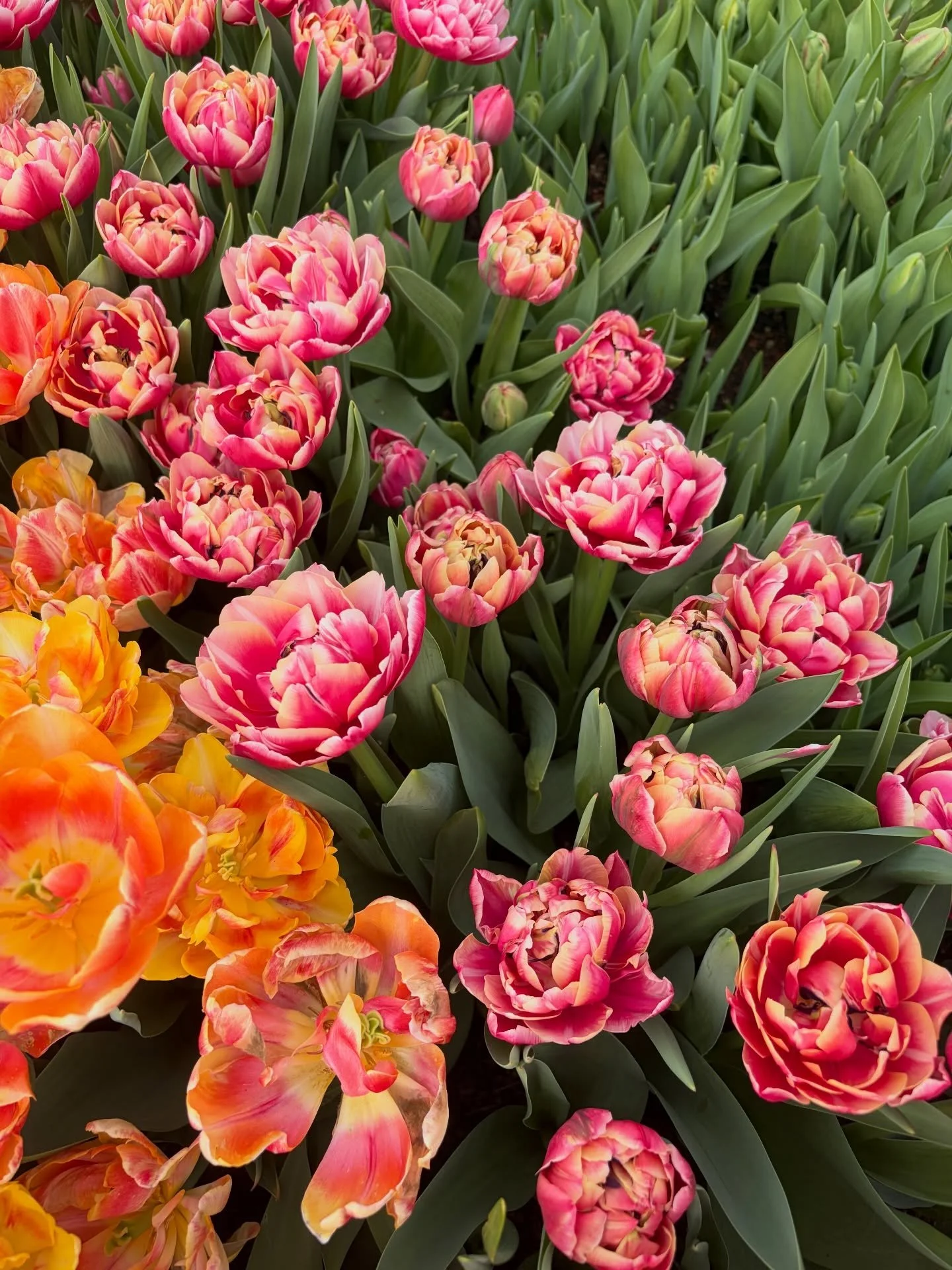 There&rsquo;s no easy way to say this&hellip;but the tulips are here!!! 🌷🌷🌷

Just like *that* : aka weeks of planting thousands of bulbs back in dreary December + a rainy January + a warmer end of February = tulips popping! 💥

These colored petal