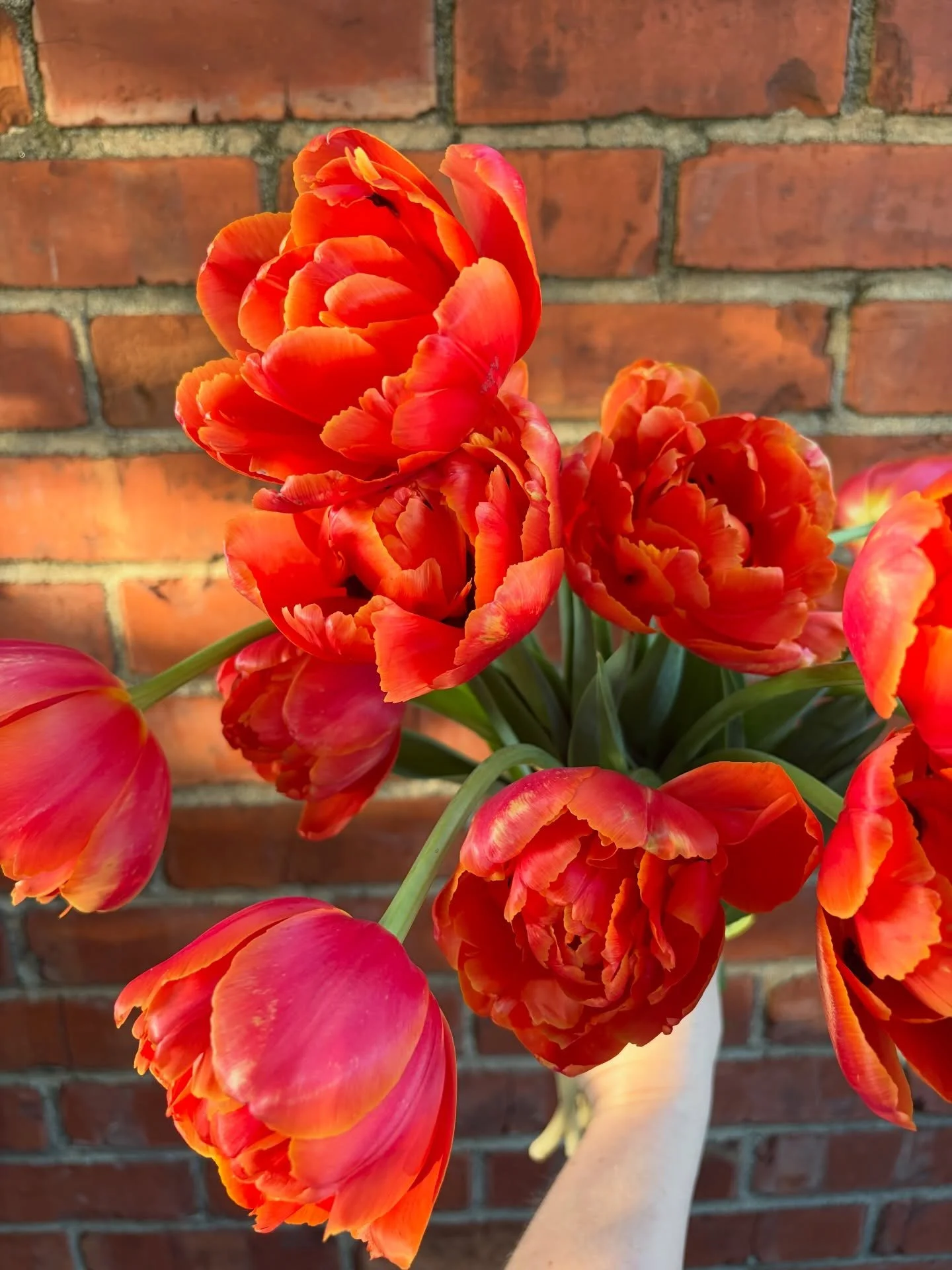 Tulip photo shoots have returned! 📸 This first batch is bringing color with Icoon&rsquo;s orange-red double petals and major texture from Cabanna Parrot&rsquo;s ruffly pink and white blooms!

🌷🌷🌷 Don&rsquo;t sleep on tulips! They really do surpri
