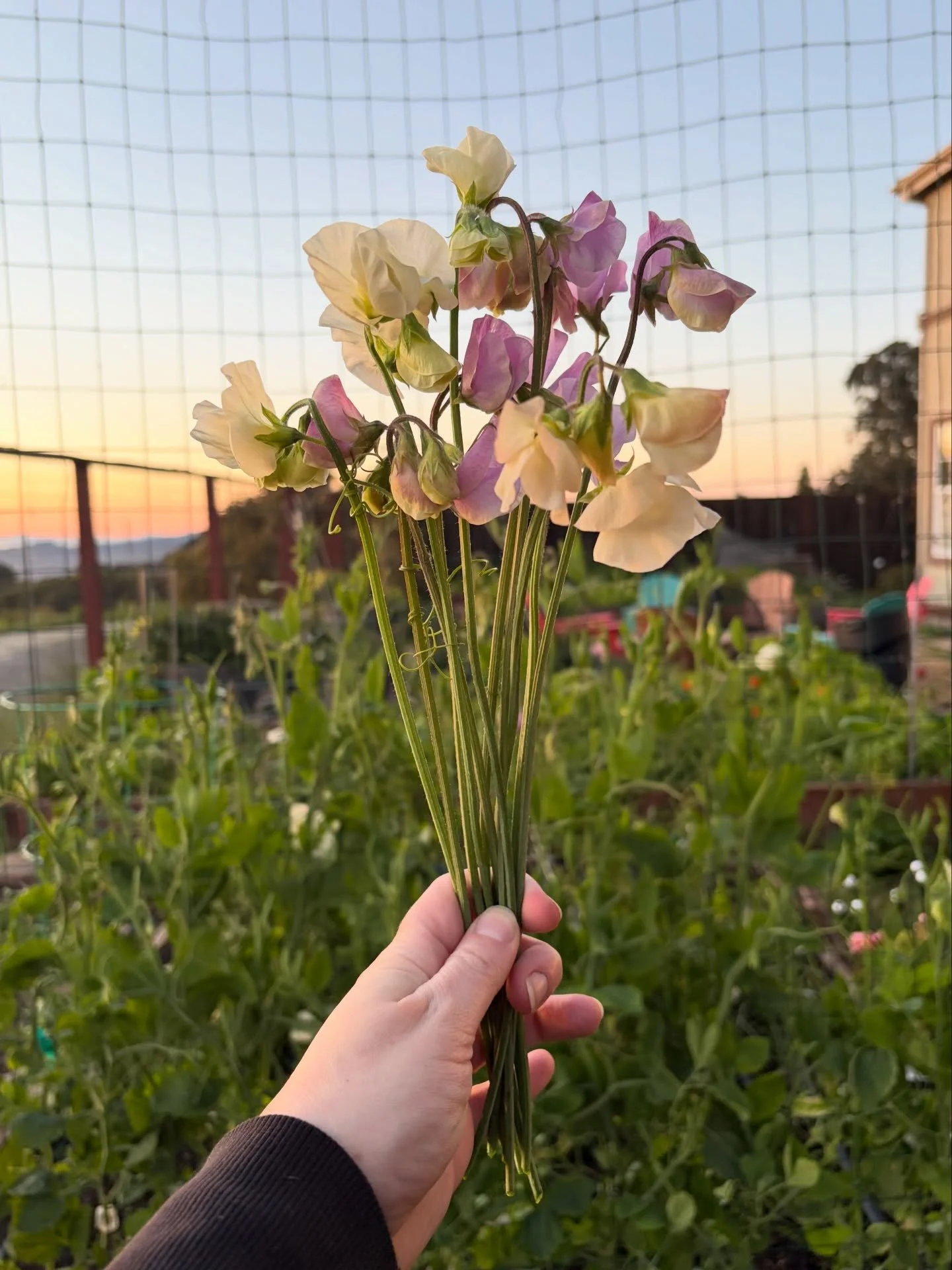 Scenes from the Hayward garden 💖

🌱 sweet peas in March thanks to @psalterfarmflowers&rsquo; early blooming varieties! Look at that stem length! Thanks for the arm model, Dad. 

🌱 installed the shade cloth in anticipation of this weeks warm temps.