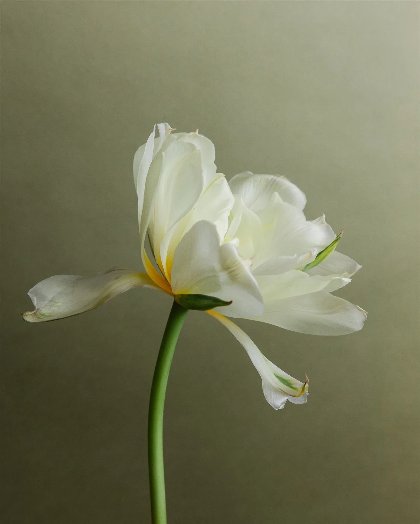 &lsquo;Exotic Emperor&rsquo; tulips living up to her name. 👑💚 Forever grateful for these glamour shots from @stephaniedolen from last spring. 

This tulip season was a doozy! 😵&zwj;💫 I over ordered bulbs after a mix up with availability (don&rsqu