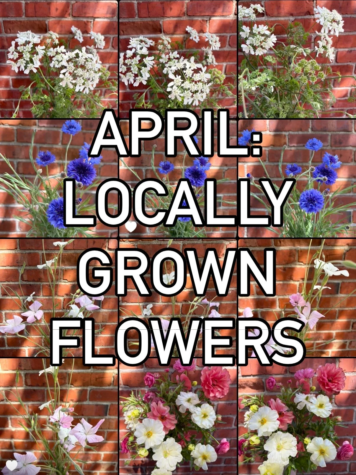 BOUQUET INGREDIENTS! 💐💐 Some of what was featured in this week&rsquo;s subscription bouquets. All grown in my backyard mini farm in El Cerrito, at my parents in Hayward, and sourced from amazing growers across the Bay Area.

delphinium via @califor
