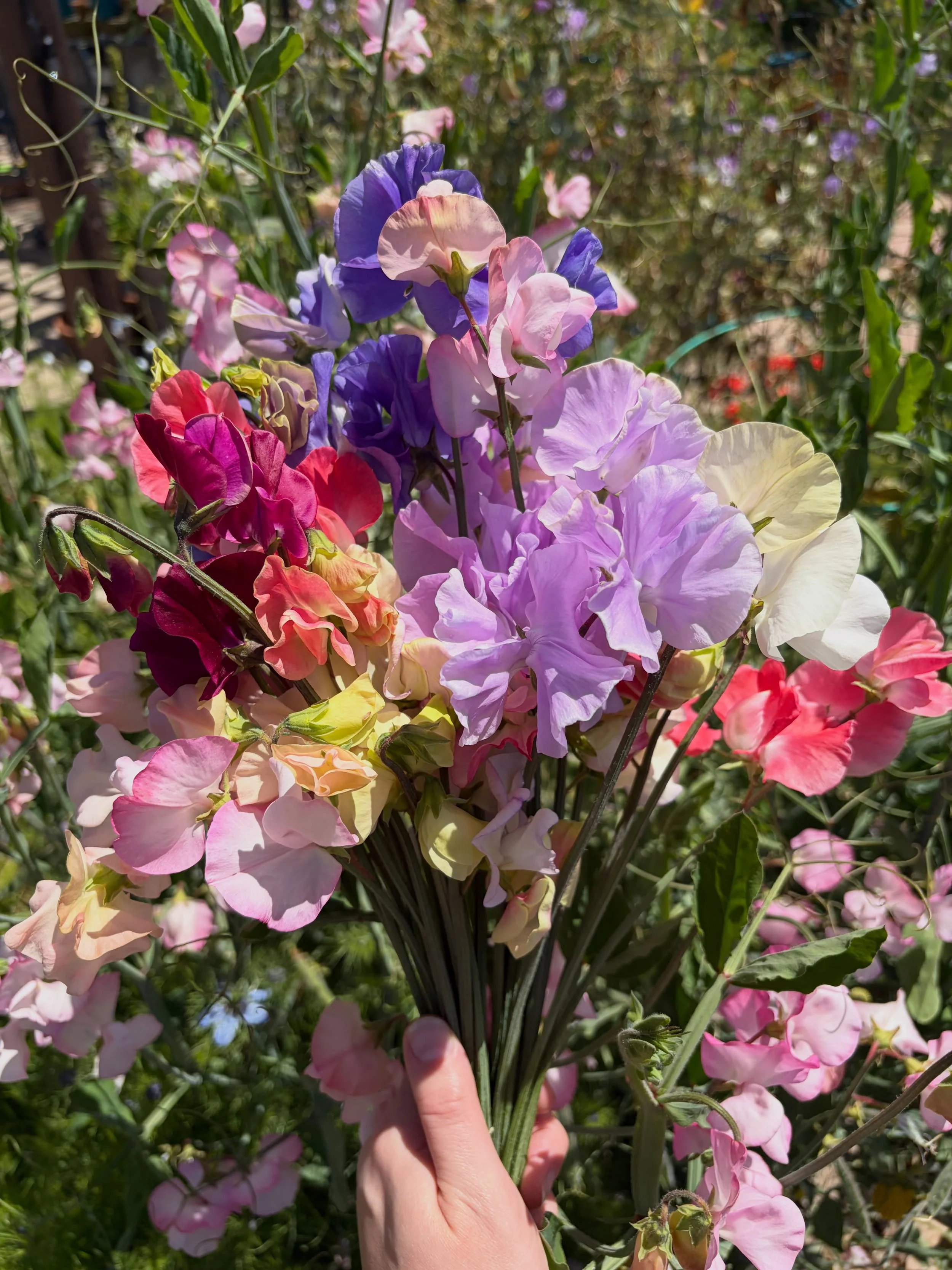 An ode to my all time favorite flower: the sweet pea! ✨

This year&rsquo;s crop has been so lack luster that I needed to go back in time for all but the first photo of this carousel. 😢 

I grow these at my parent&rsquo;s because we don&rsquo;t have 