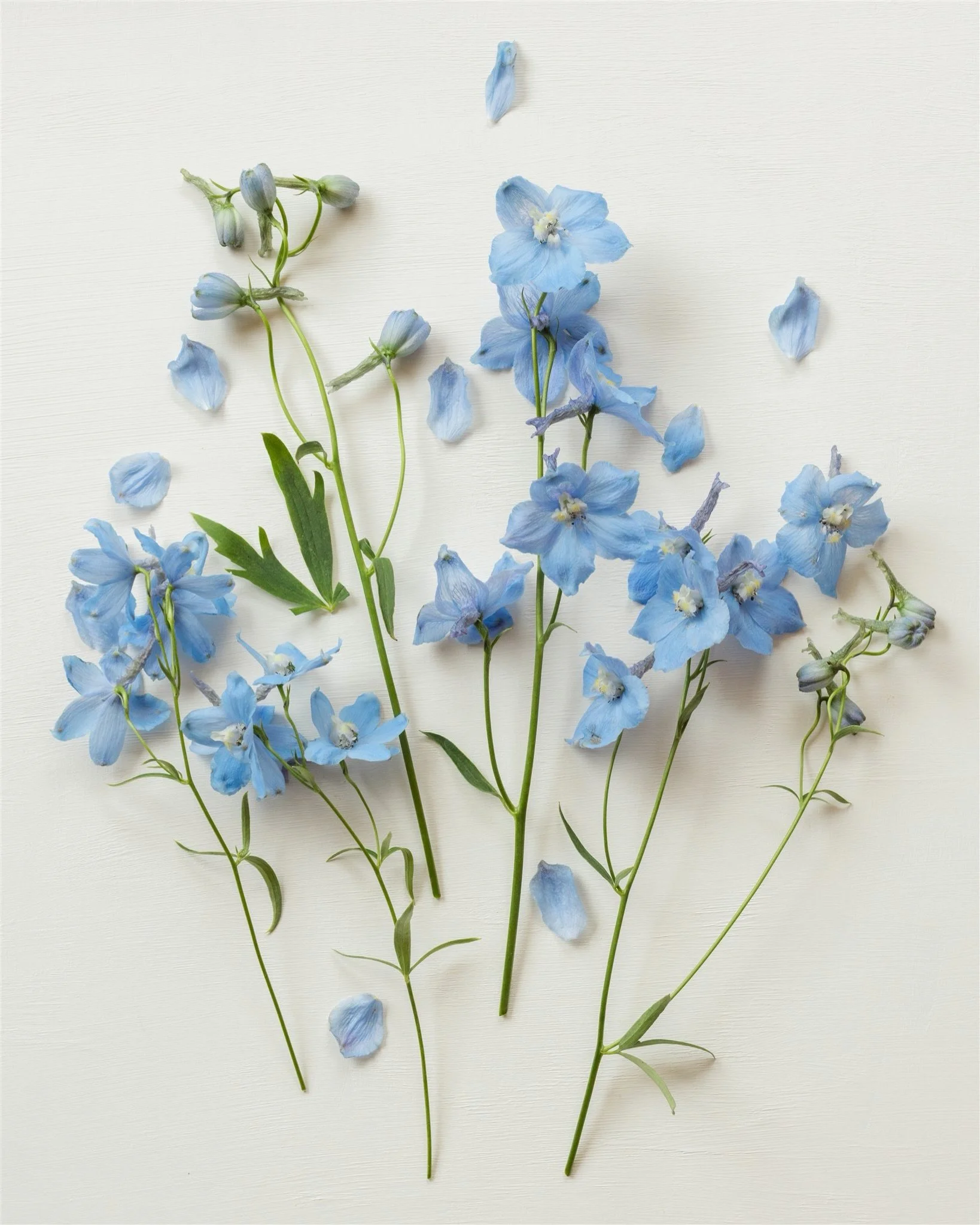 💙🦋🌀🫐🩵 don&rsquo;t want no other shade of blue but you ✨ ah the delphinium will always have my heart!

True blue is exceptionally rare in cut flowers, with an estimated less than 10% of plant species producing naturally blue blooms. 🤯

Photos fr
