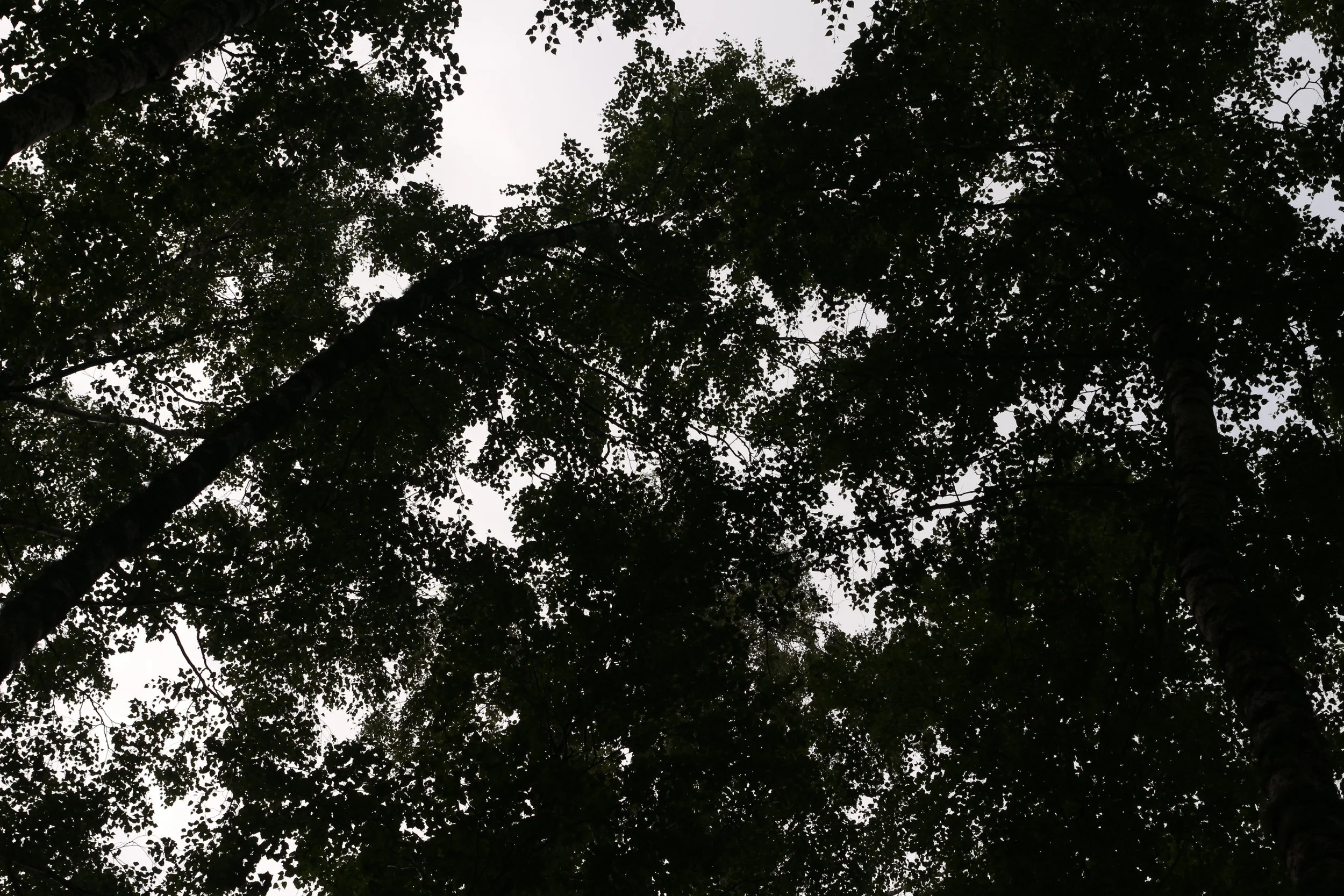 Forestmanagement Kvamsøy