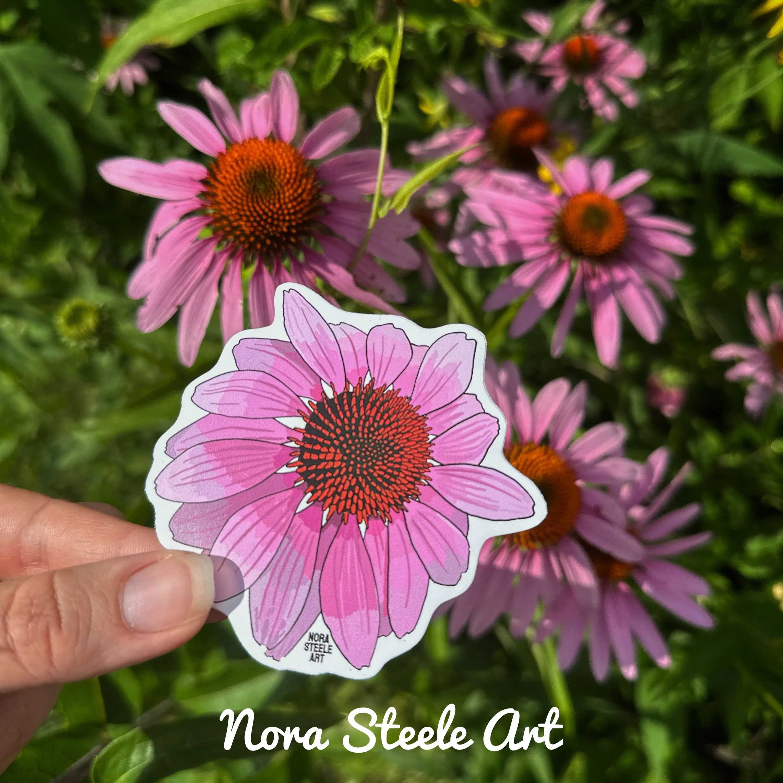 Purple coneflower sticker next to real purple coneflower flowers