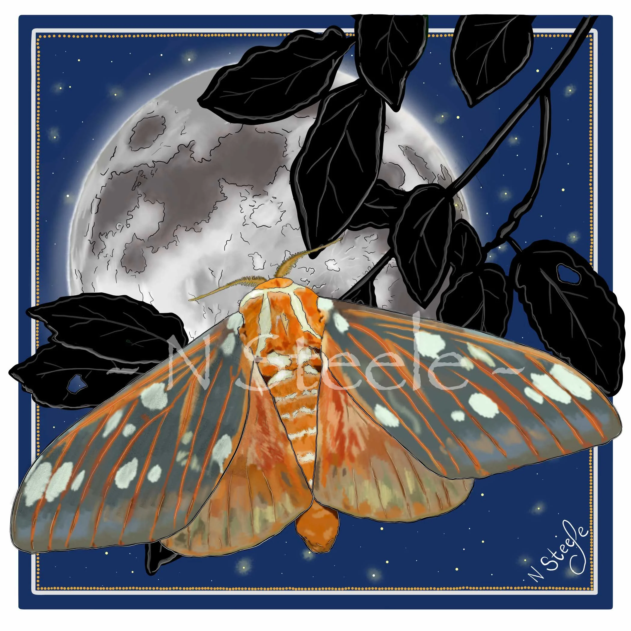 Royal Walnut Moth