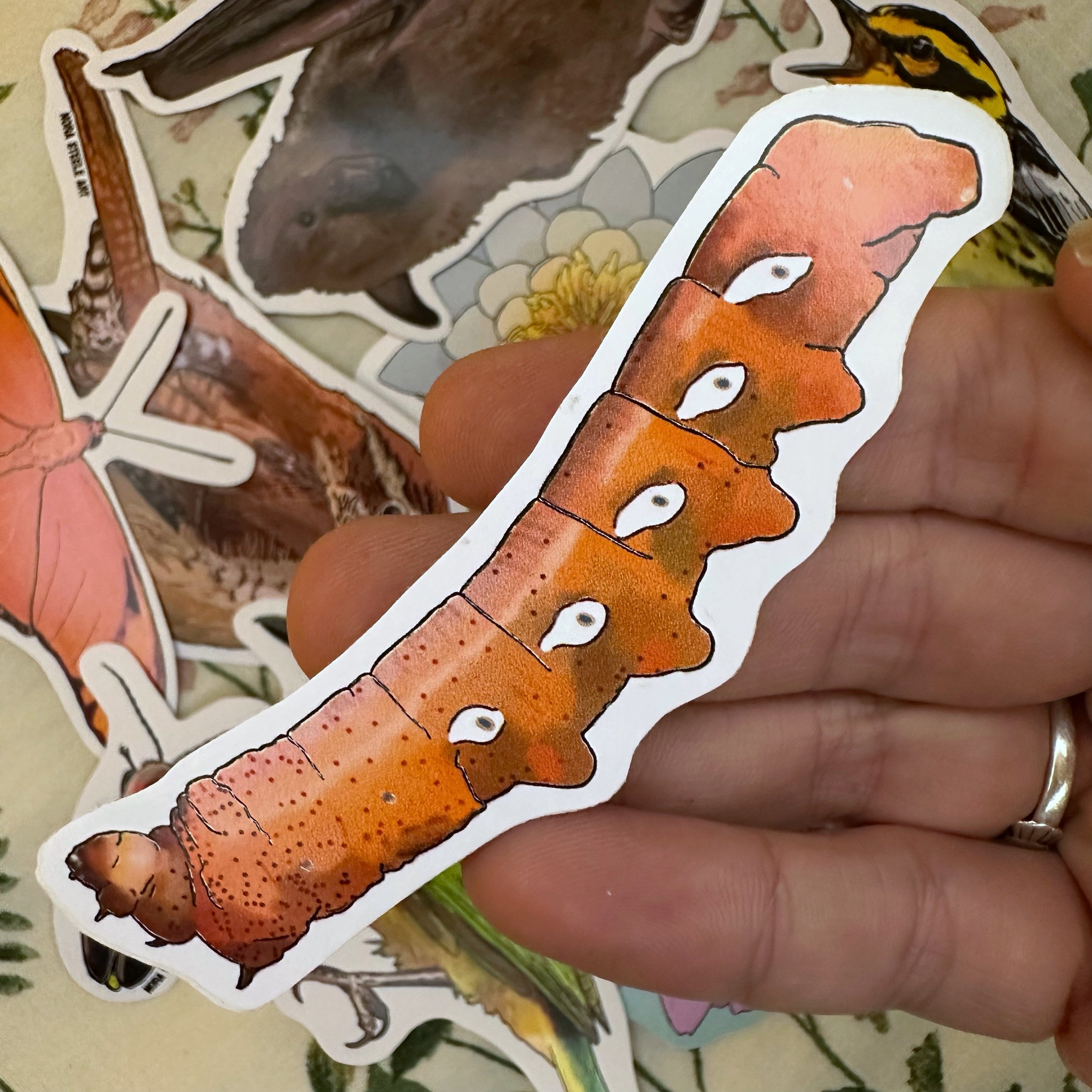 Pandorus sphinx caterpillar sticker held above a pile of other stickers
