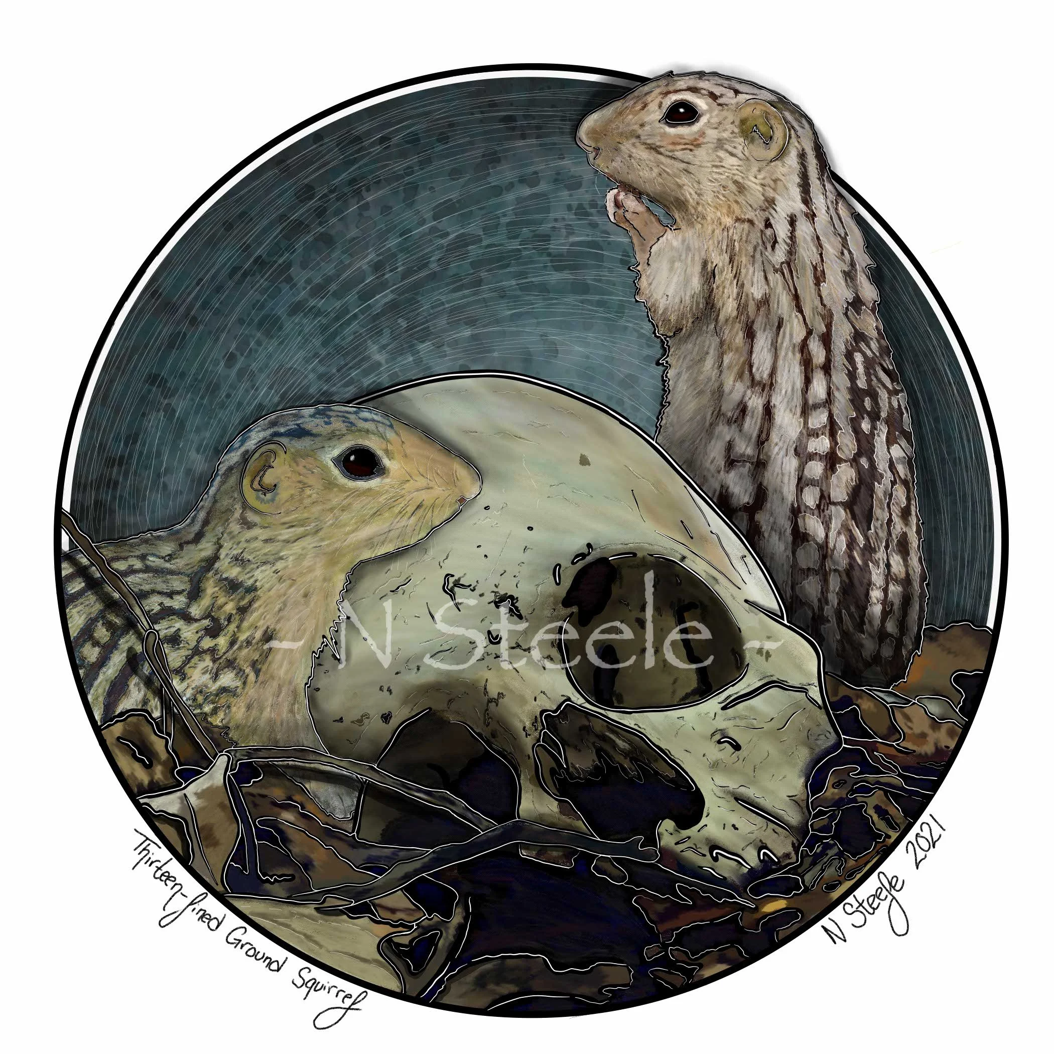 Thirteen-lined Ground Squirrel 