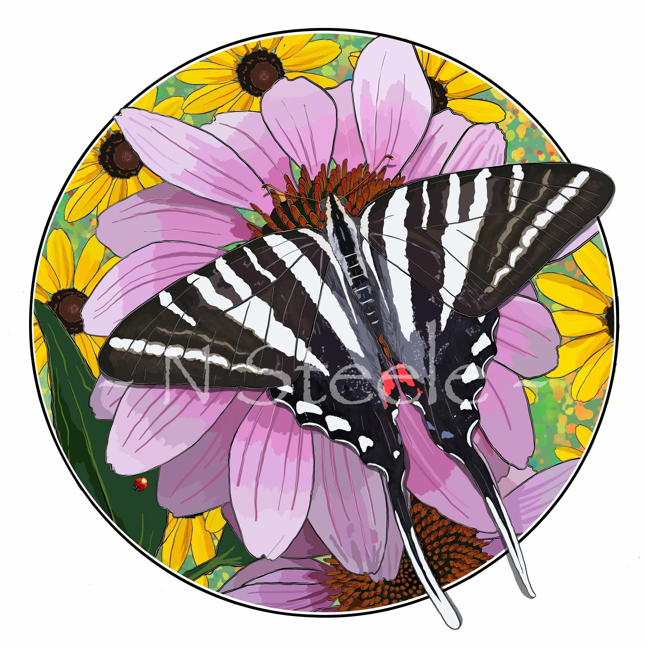 Zebra Swallowtail on Coneflower