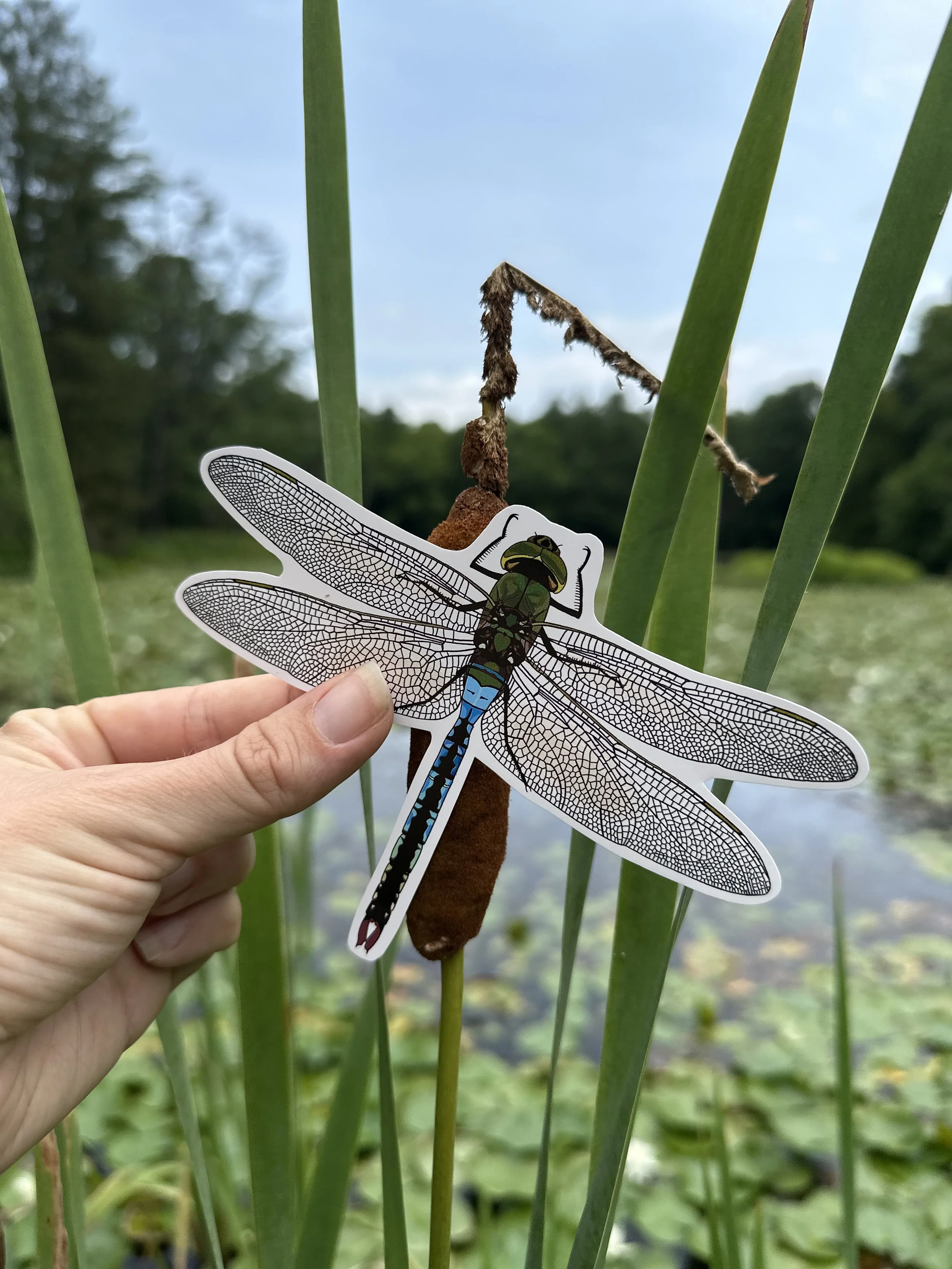 North American Entomology Conference 