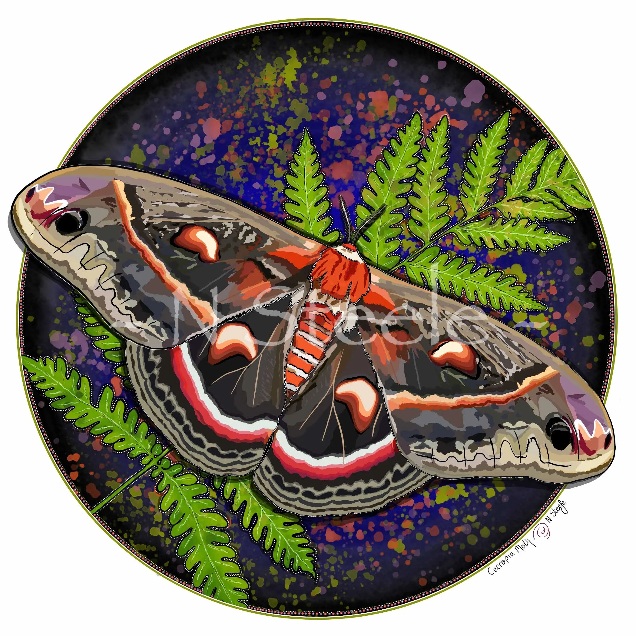 Cecropia Moth