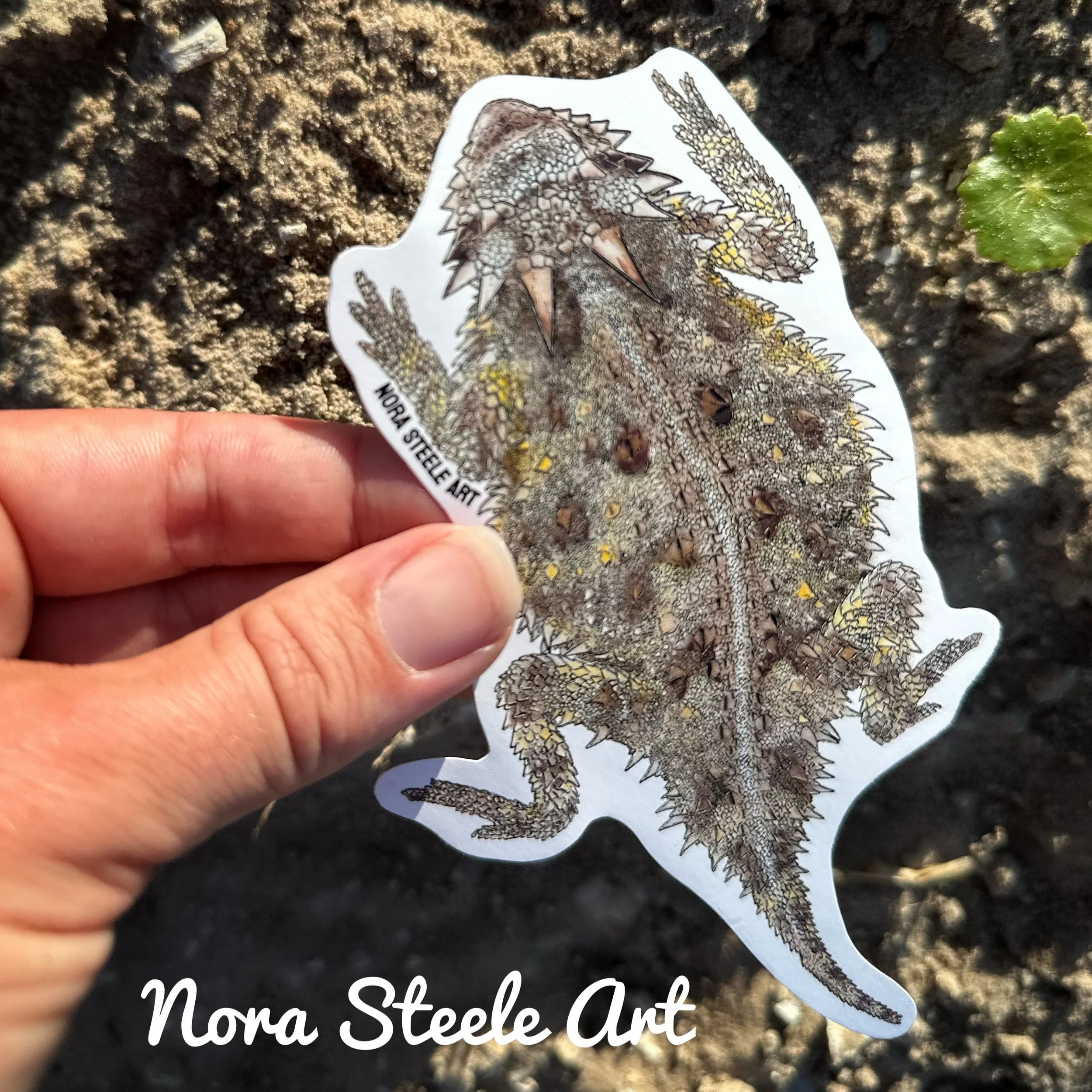 Texas horned lizard sticker held above dirt