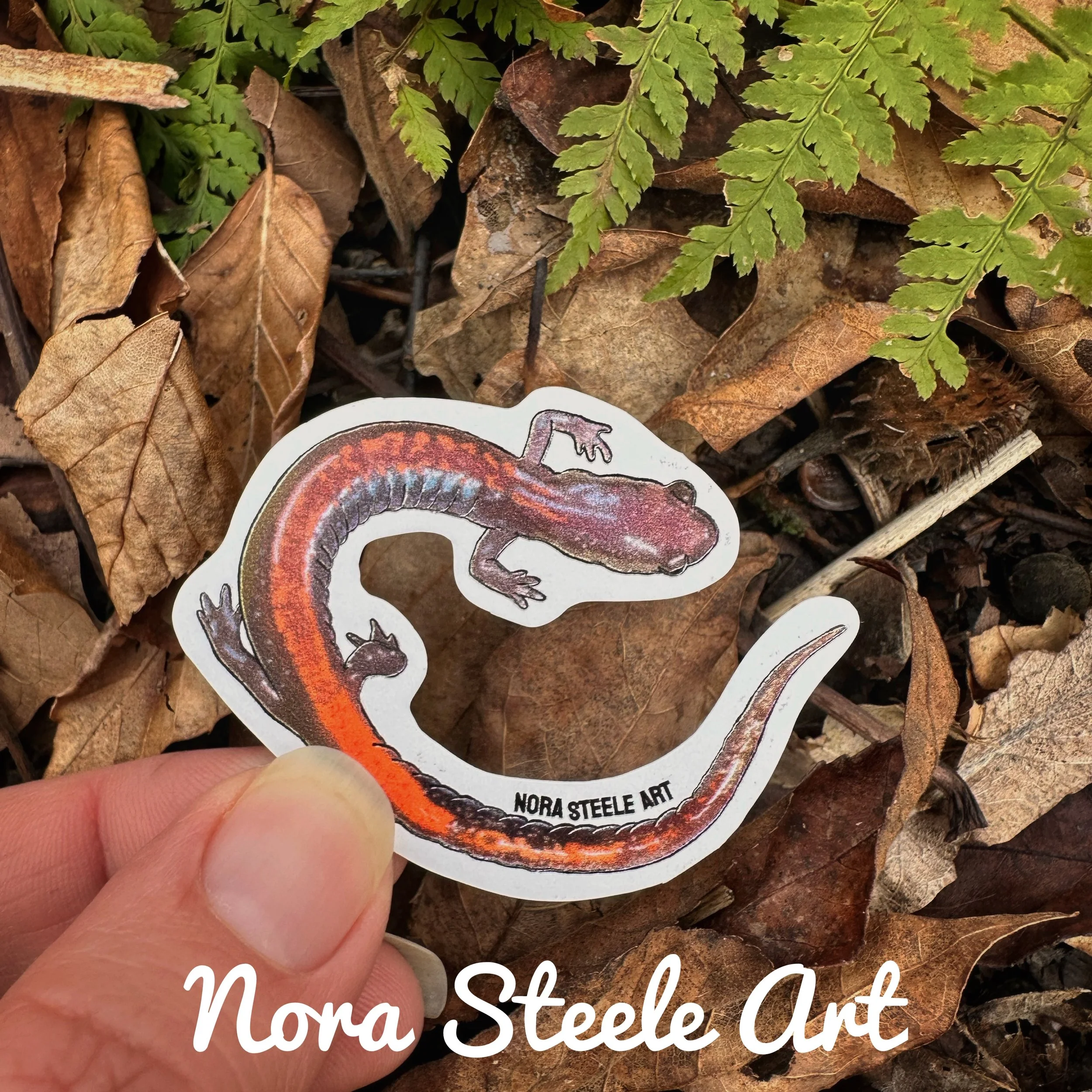 Red-backed salamander on background of leaves and ferns