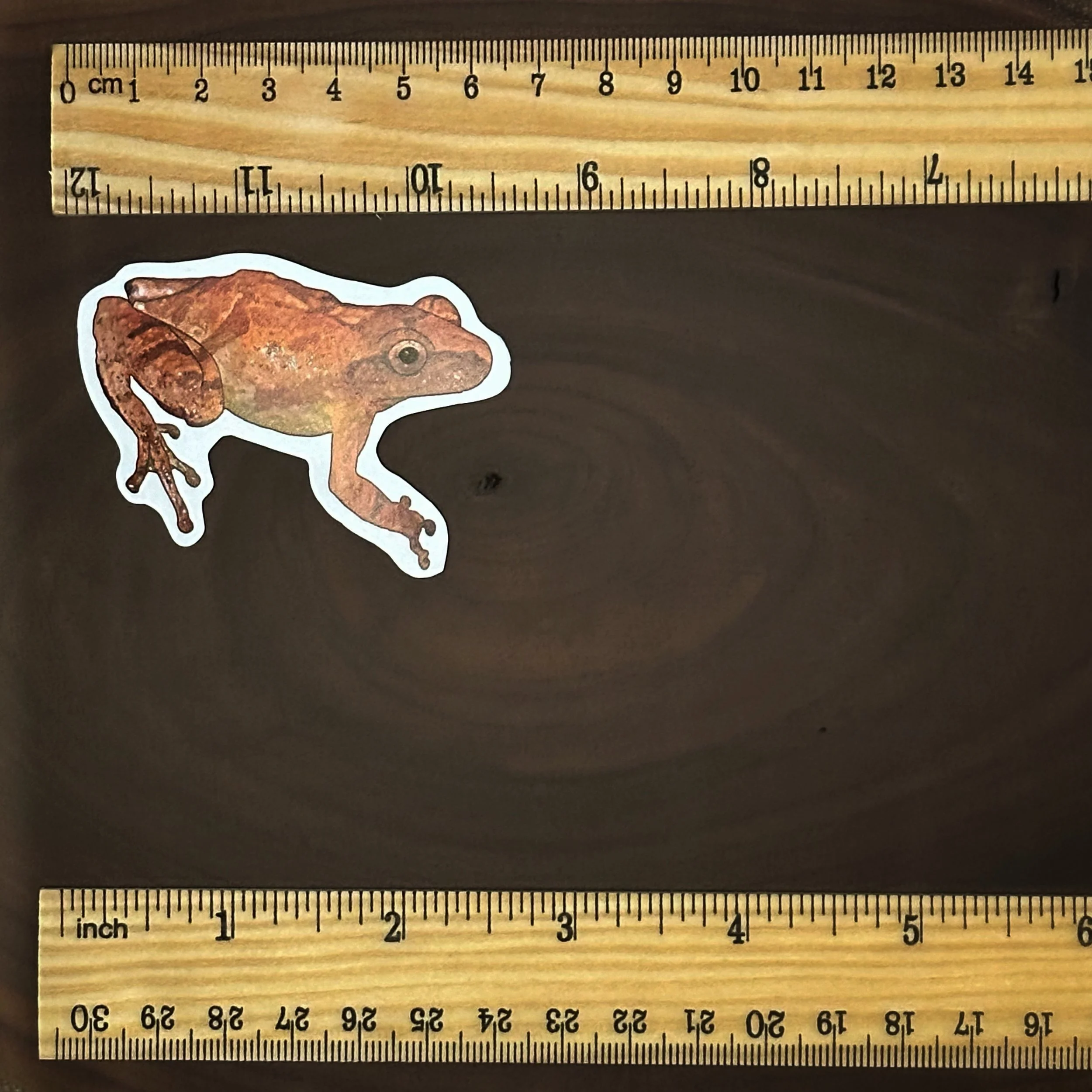 Spring peeper sticker measuring about 2 1/2 inches long