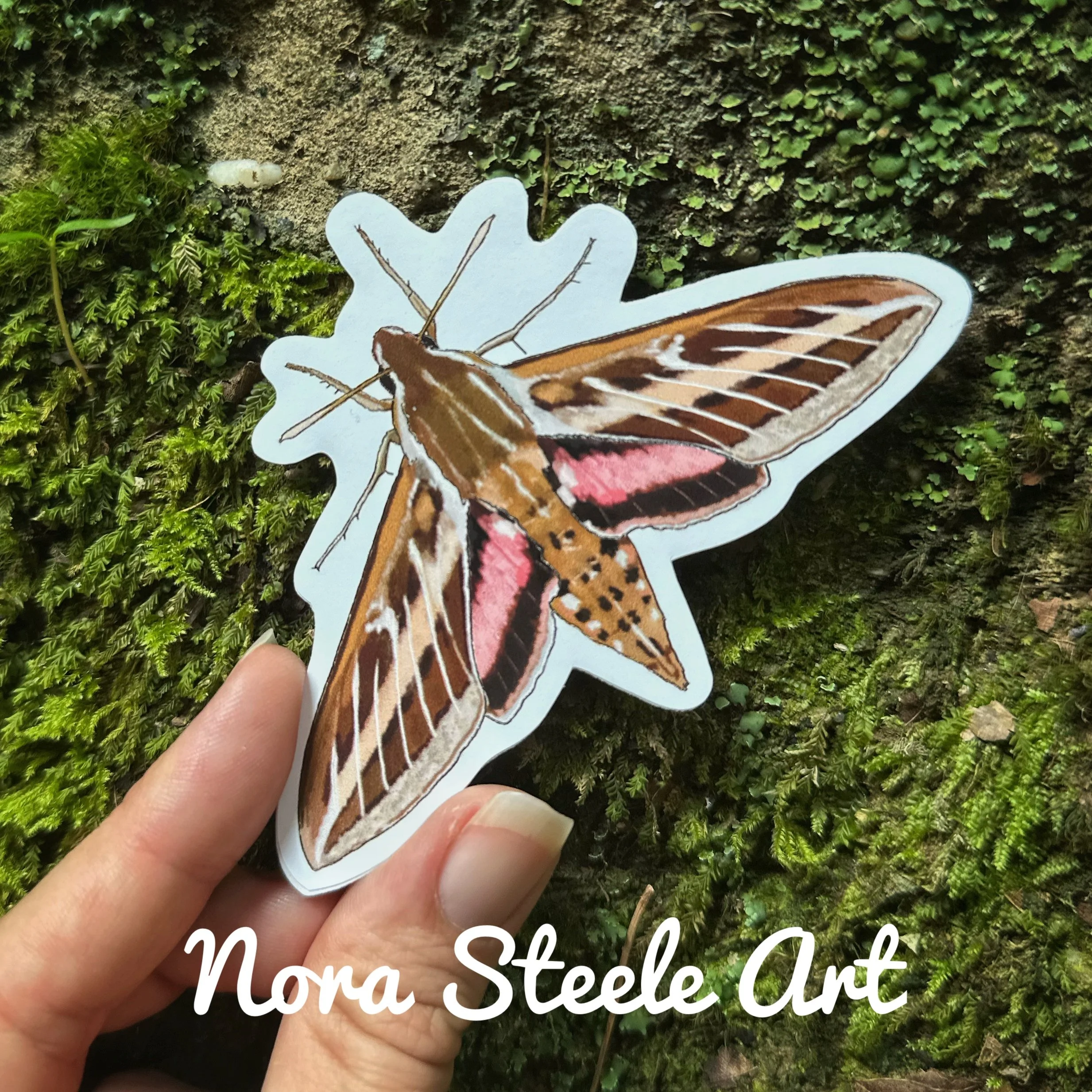 White lined sphinx moth sticker on a background of moss