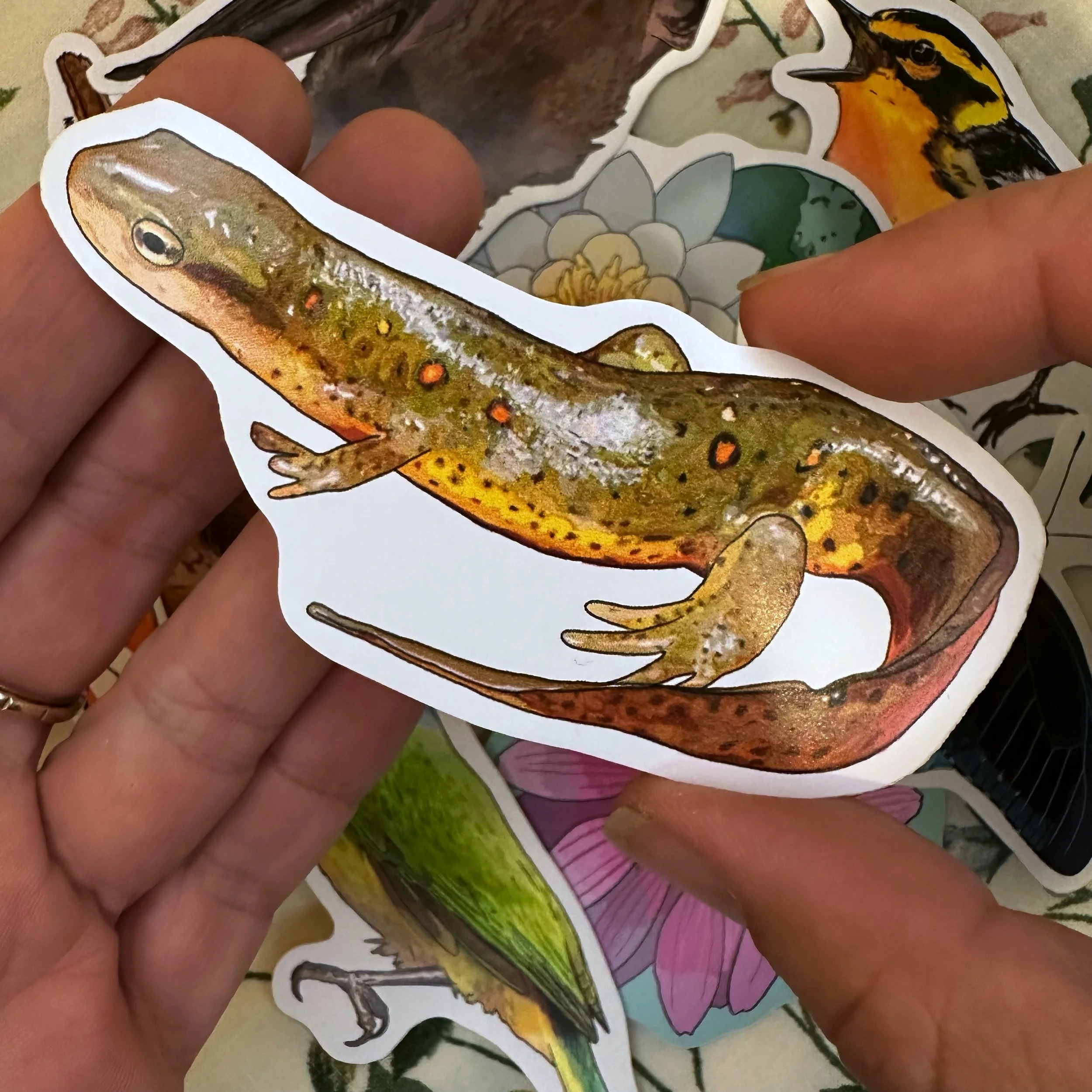 Red spotted newt sticker held above a pile of other stickers