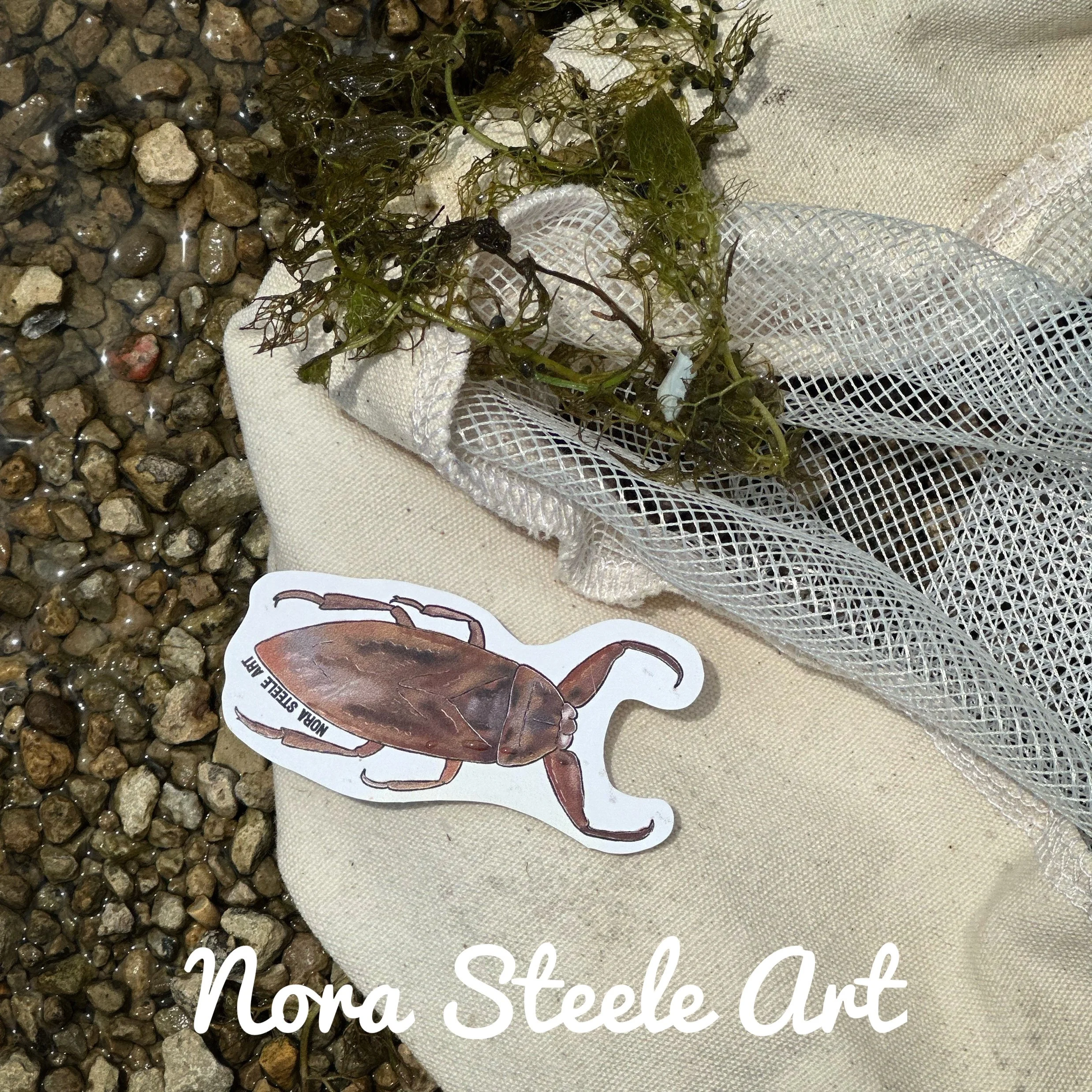 Gaint water bug sticker in net on rocky beach