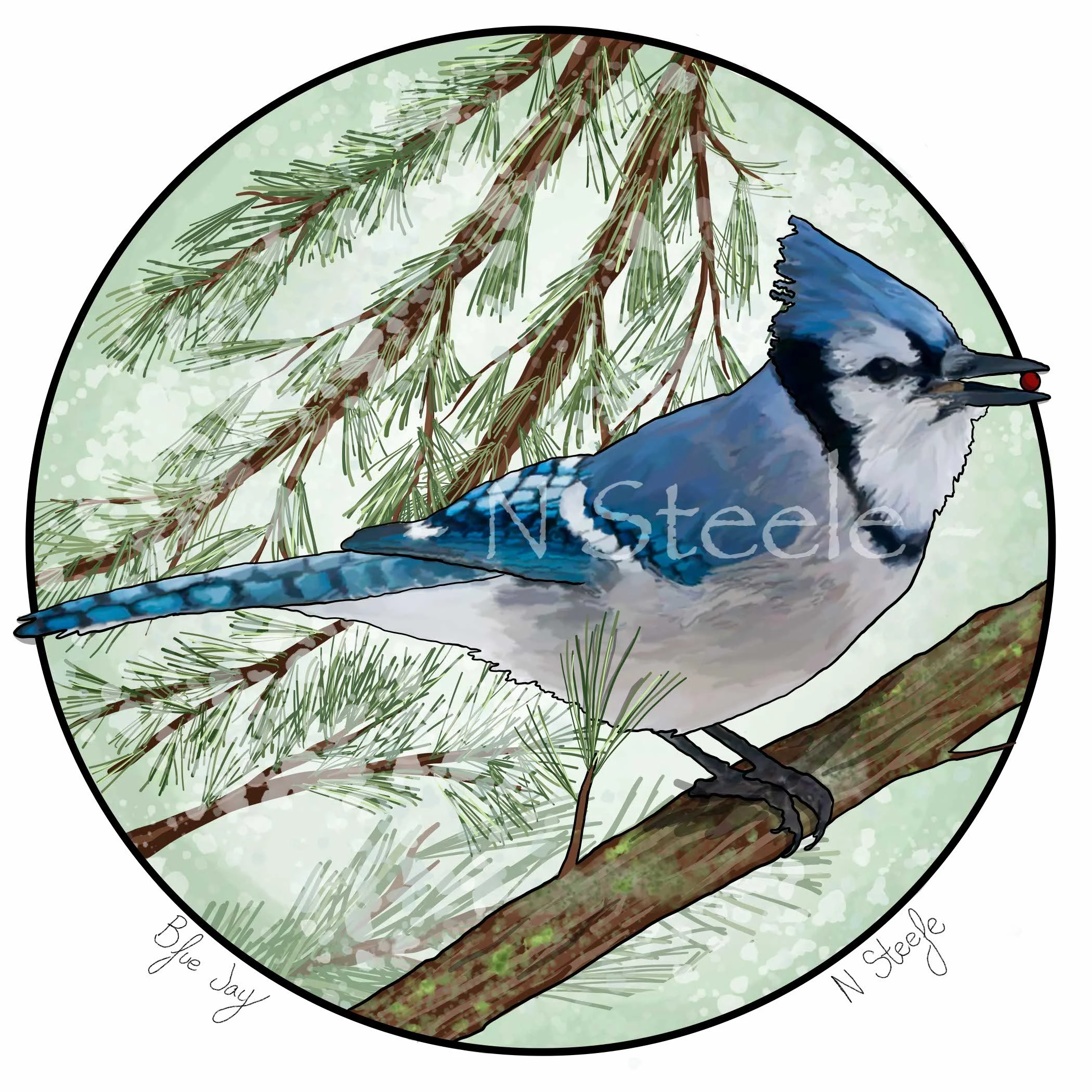 Blue Jay