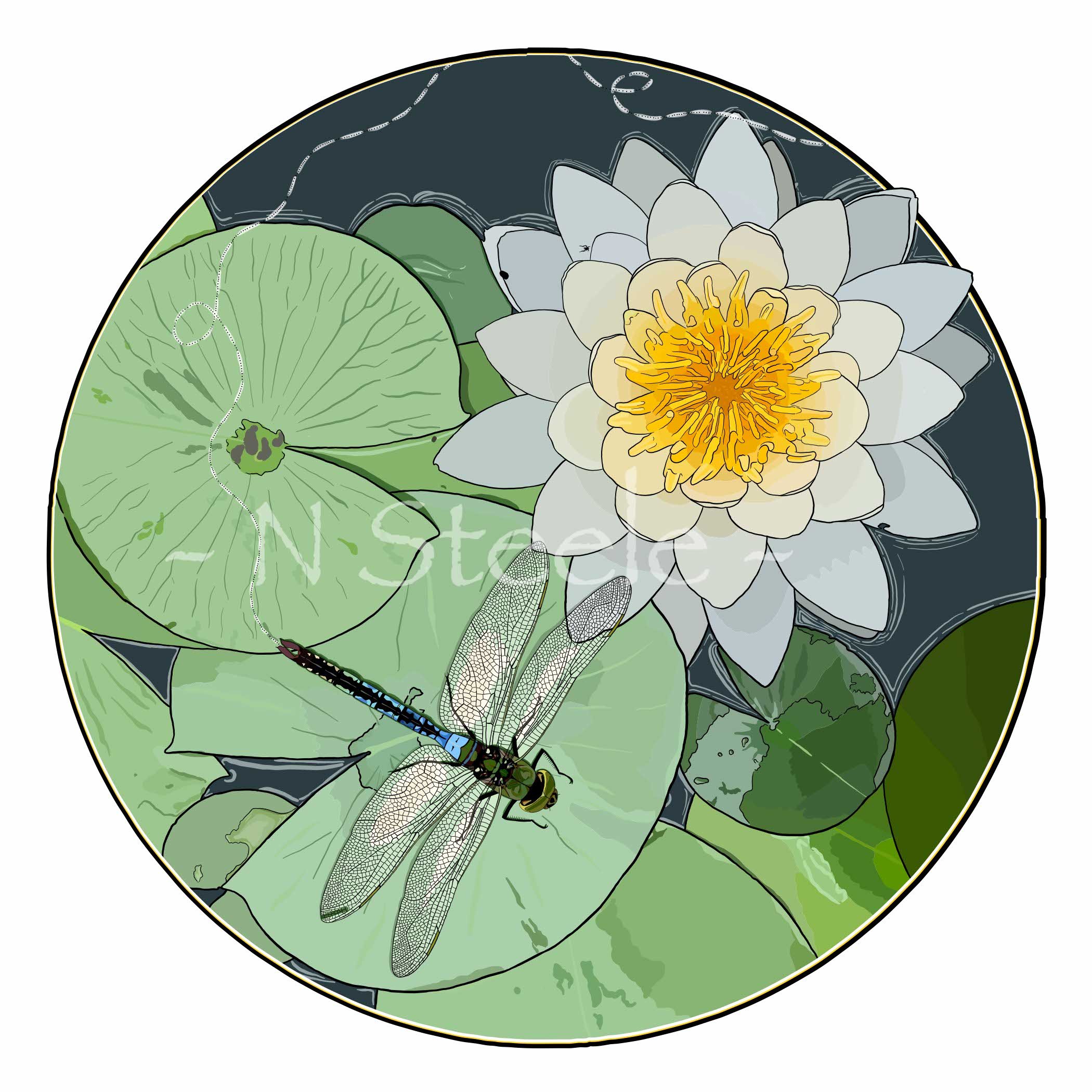 Sweet-scented Water Lily